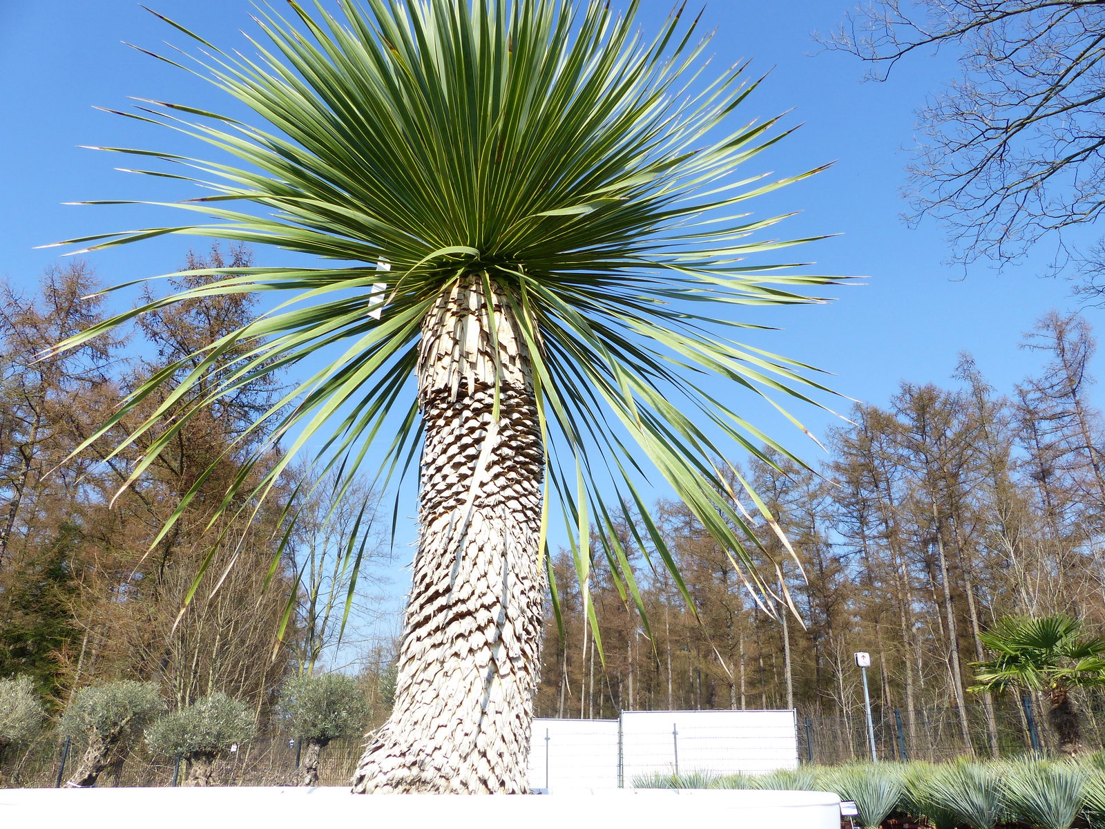 Yucca Rostrata 180 cm | Stamm 60 cm | im Pflanzkübel Ø80 cm Weiß winterhart