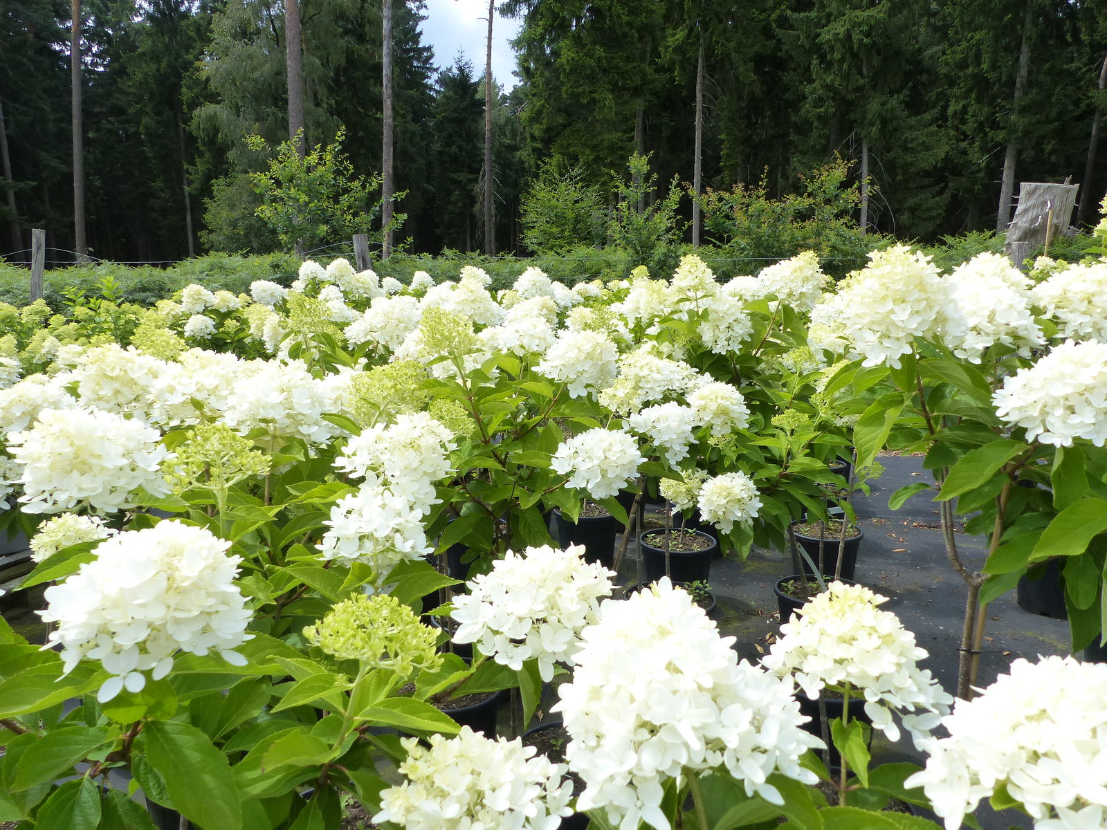 Horstensie Rispenhortensie Stamm 170 cm Hercules weiß Hydrangea Paniculata winterhart