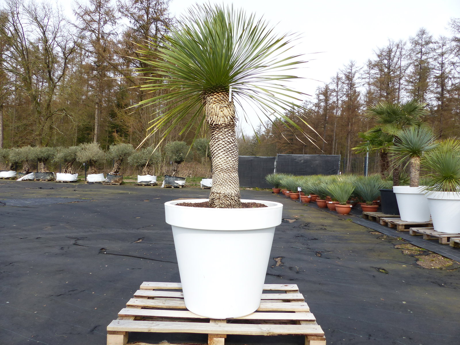 Yucca Rostrata 190 cm | Stamm 80 cm | im Pflanzkübel Ø80 cm Weiß winterhart