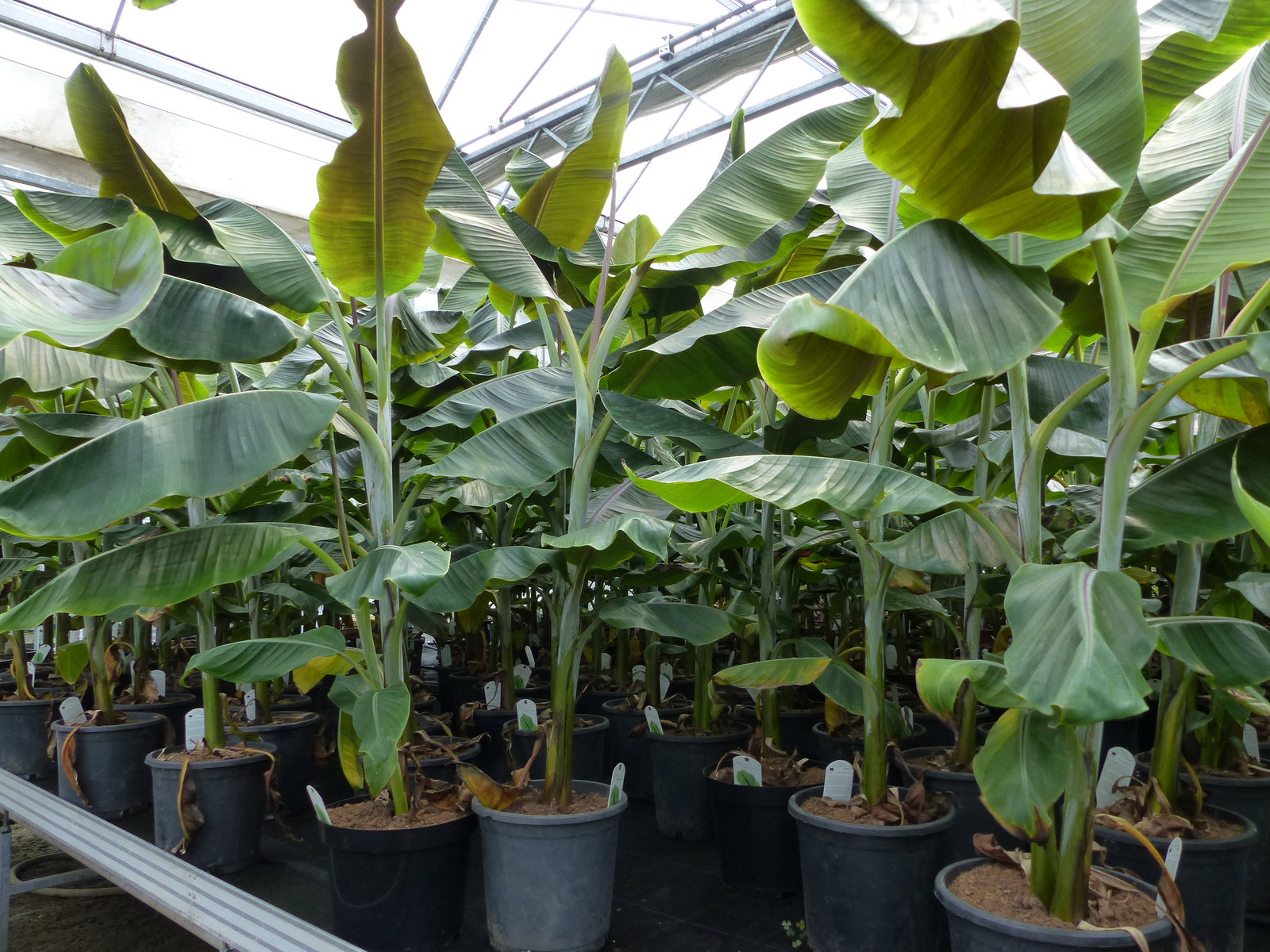 Musa Itinerans Forma India | Bananenstaude |120-150 cm
