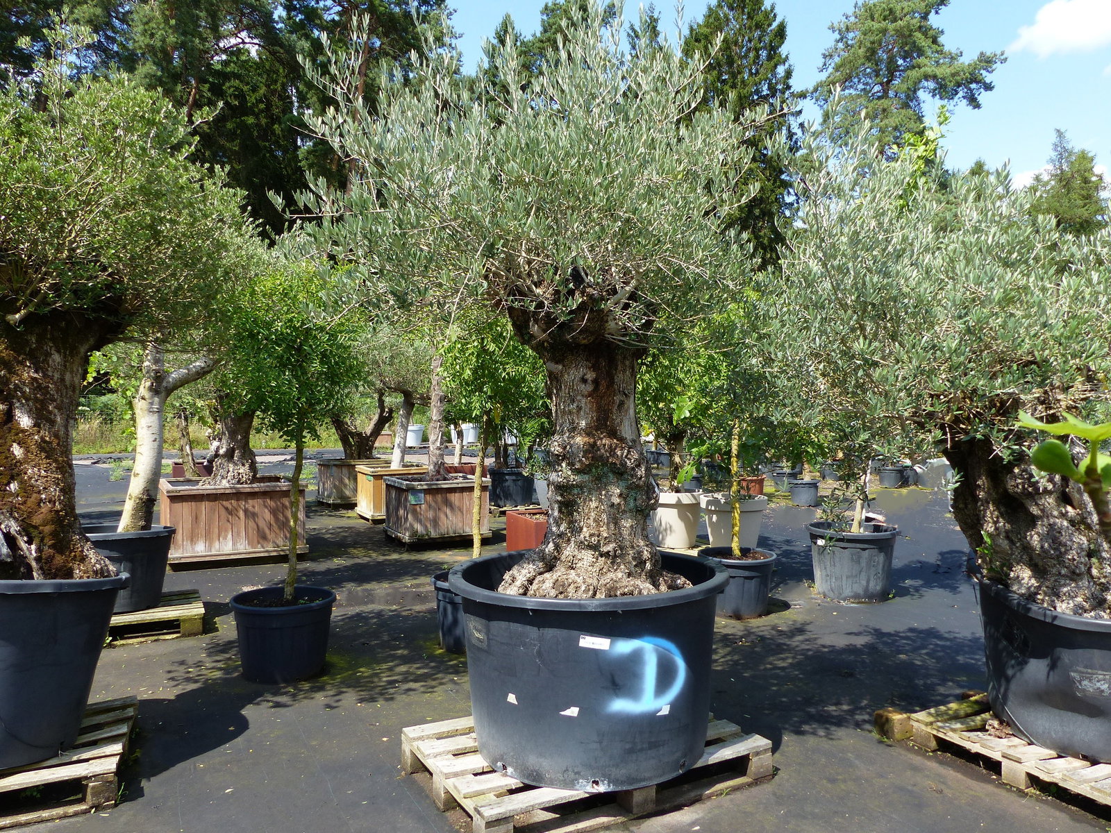 exakt dieser Baum Nr. D, 235 cm, Olivenbaum 'Angebot' knorrige alte urige Olive winterhart