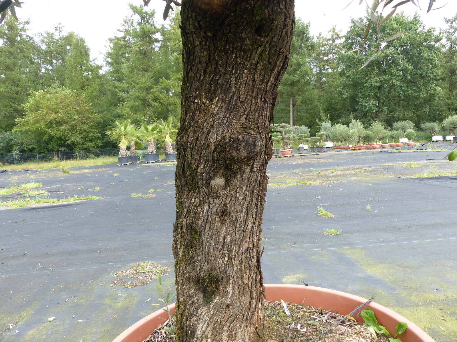 genau dieser Olivenbaum verzweigt Hojiblanca 280 cm winterharte Olive, Olea europaea