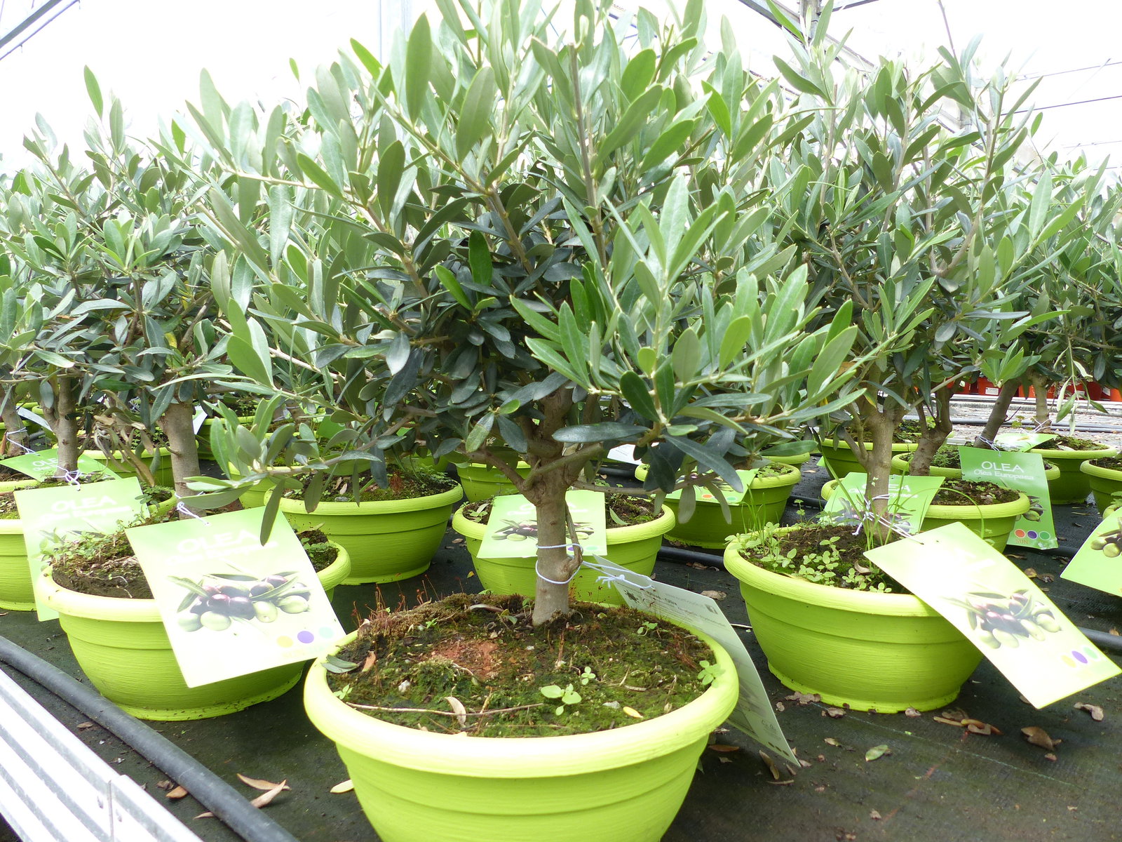Olivenbaum Bonsai Formgehölz, Olive winterhart, Olea europaea 50 - 60 cm