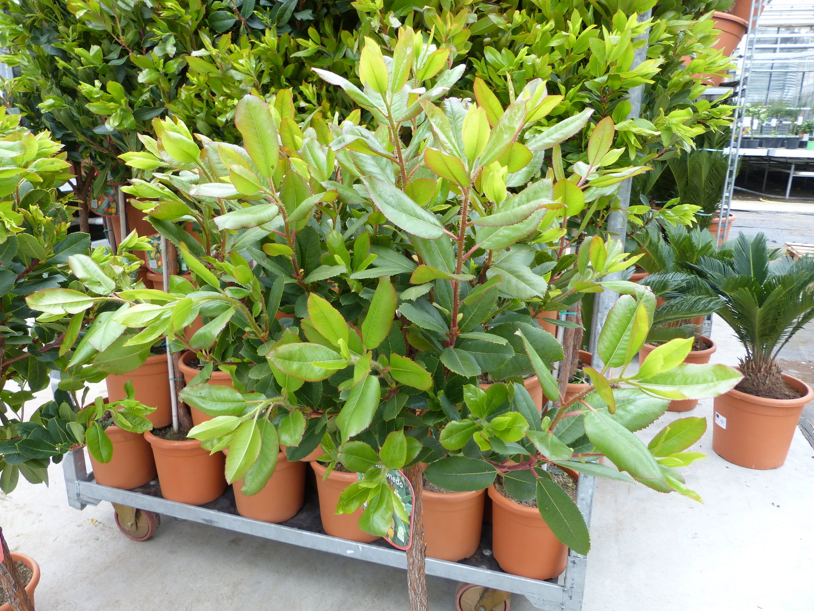 Erdbeerbaum | 120 cm | Arbutus unedo | veredelt | Premiumqualität | winterhart | fruchtreif