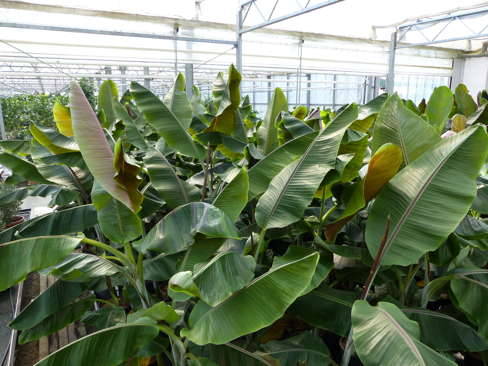 Musa Itinerans Forma India | Bananenstaude |120-150 cm