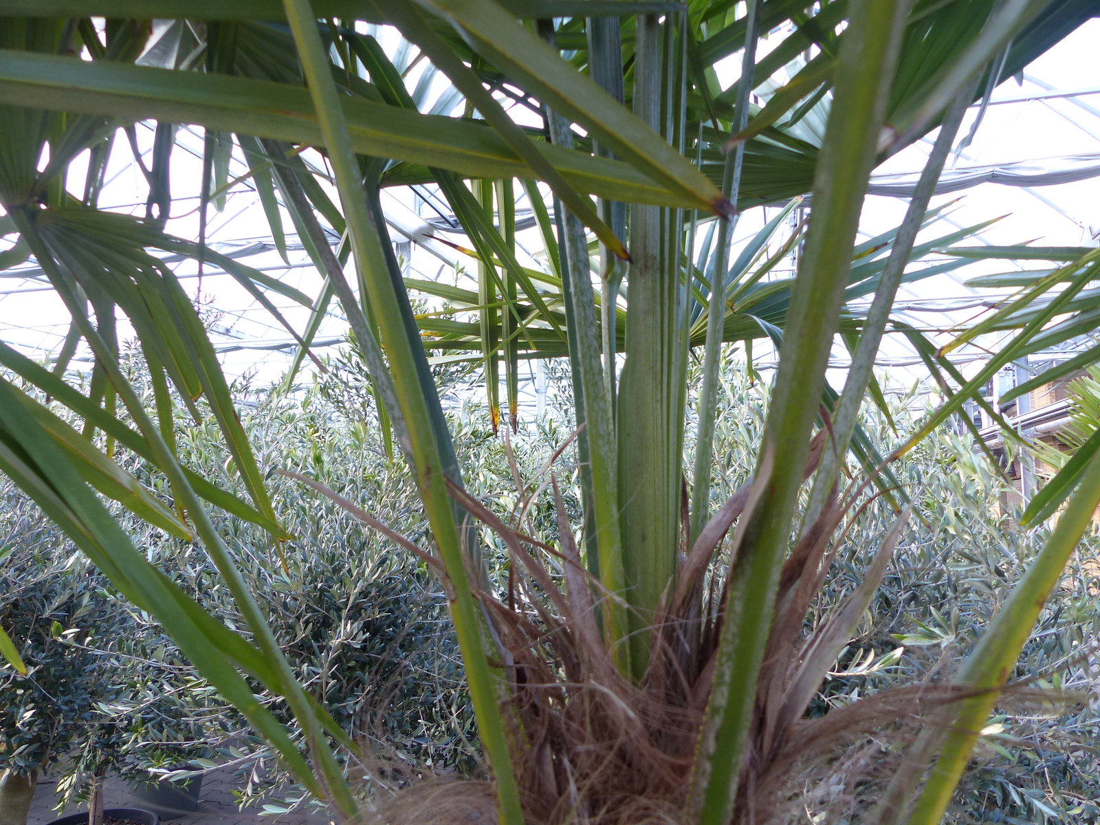 XXL Palme 230 cm | Stamm 80 cm | Trachycarpus fortunei winterhart inkl. Pflanzkübel weiß, Hanfpalme, Top-Qualität