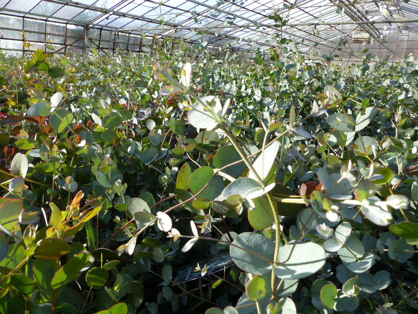2x XXL Eucalyptus Busch Eukalyptusbaum 40 - 60 cm, Pflanze winterhart