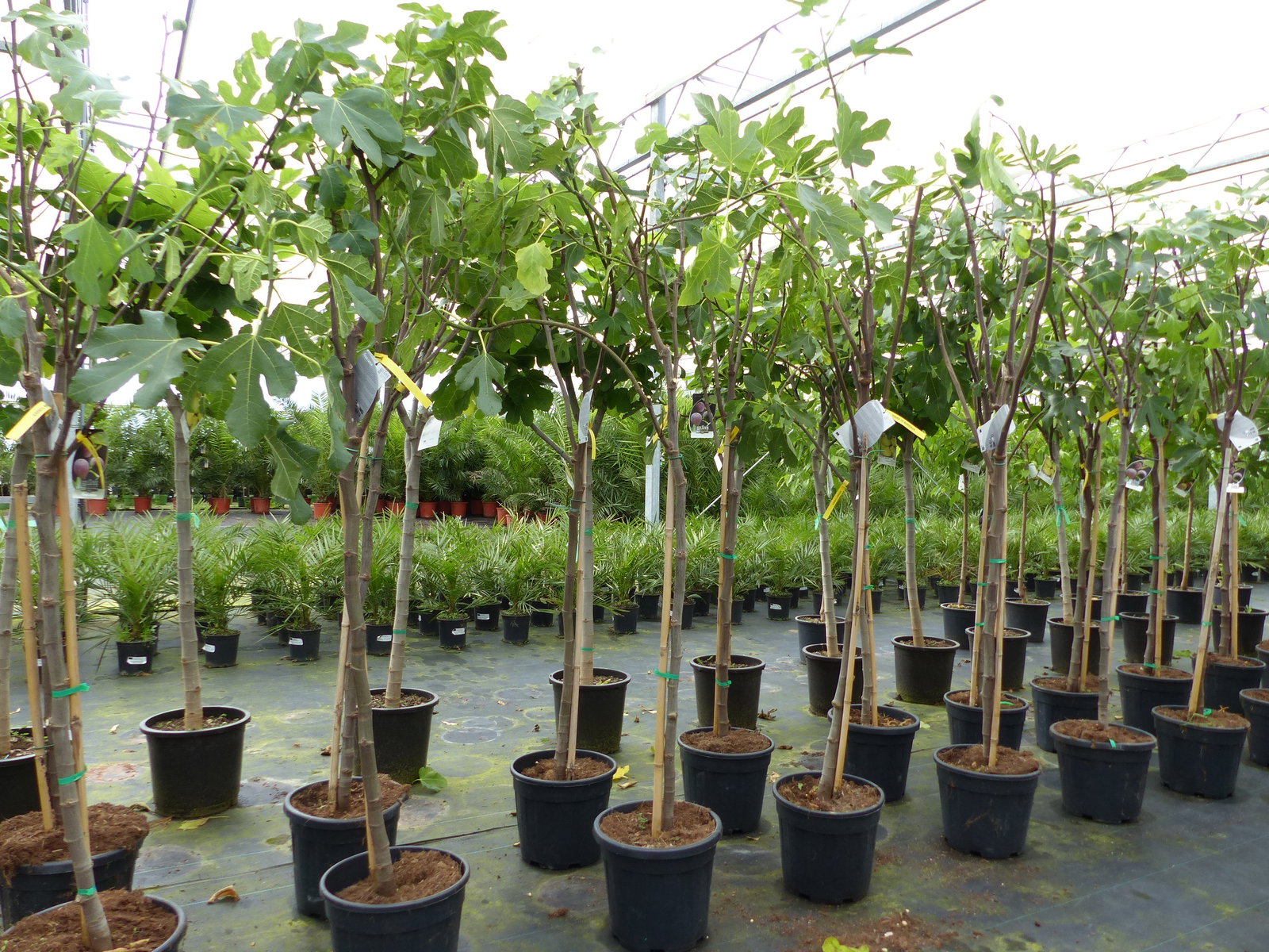 Feigenbaum 170 cm Obstbaum Brown Turkey winterhart kräftiger Stamm, Ficus Carica, Feige