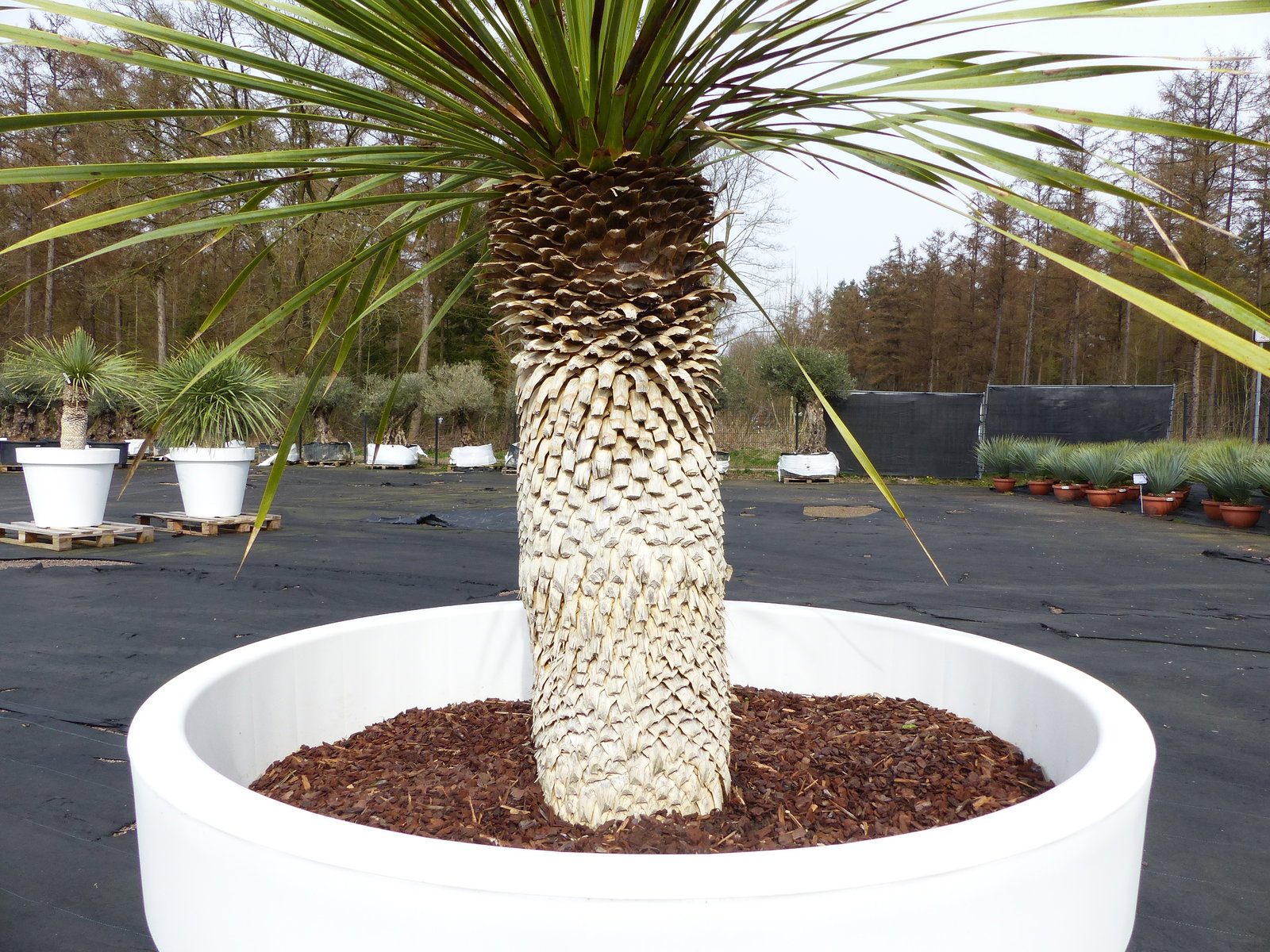 Yucca Rostrata 150 cm | Stamm 50 cm | im Pflanzkübel Ø80 cm Weiß winterhart