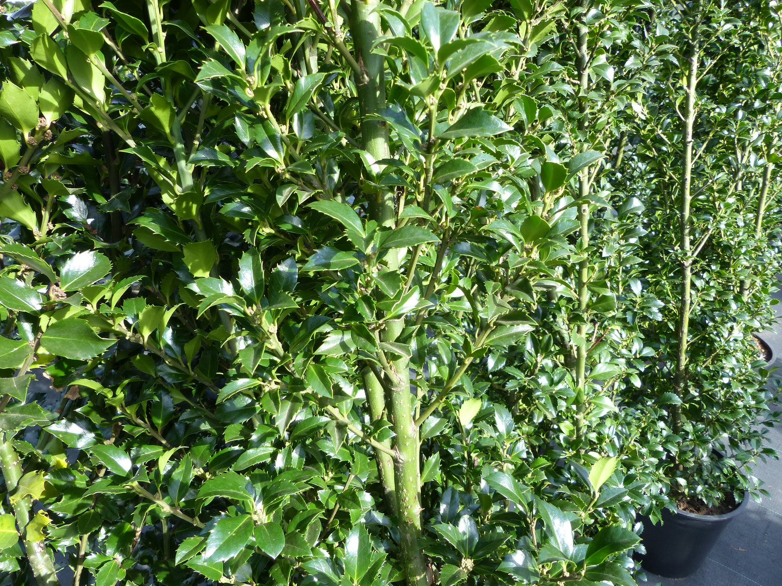 Ilex meserveae Blue Prince 170–195 cm blaue Stechpalme Hecke