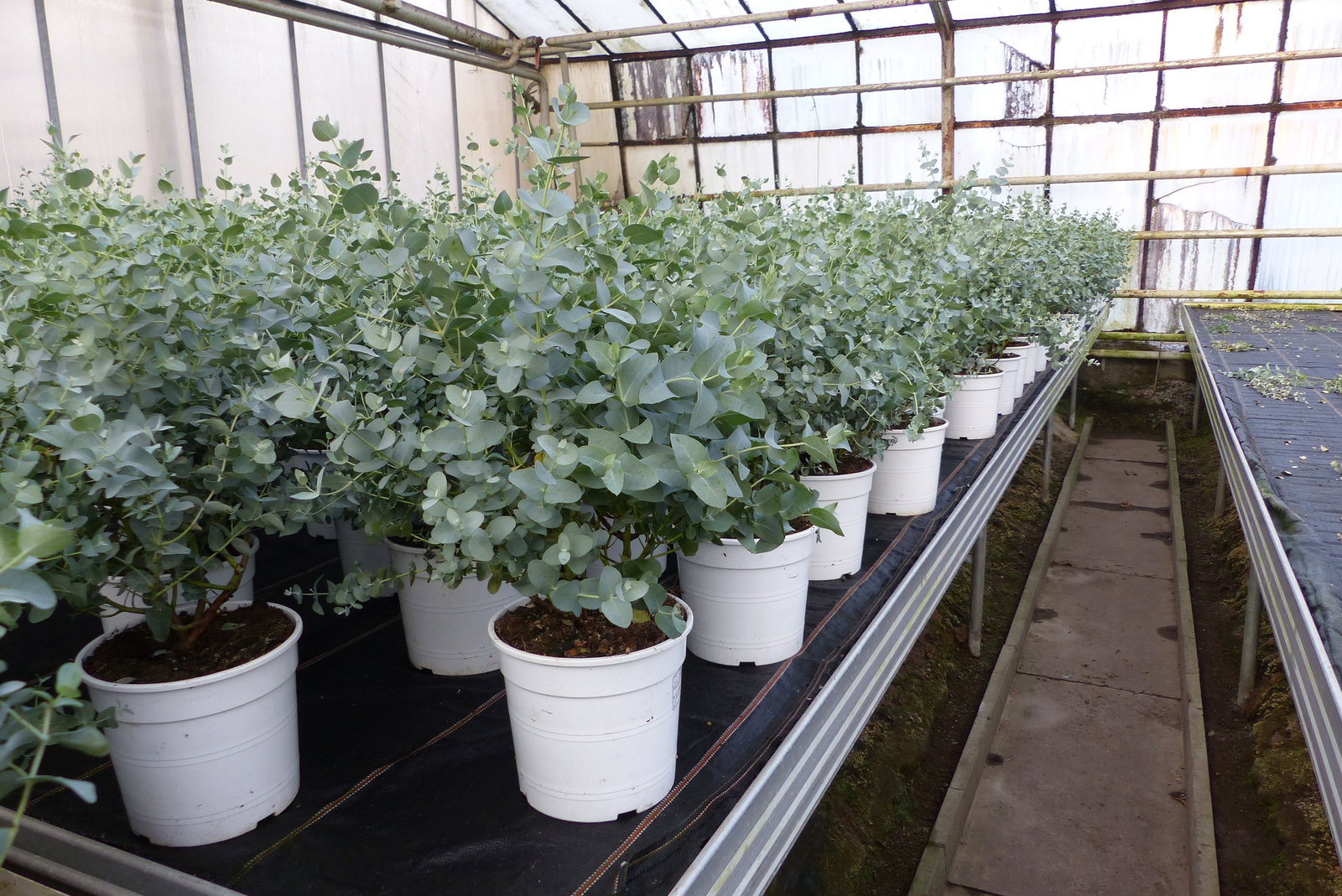 Eucalyptus Gunni Gunnii Busch Kugel Eukalyptusbaum, Höhe 35 - 40cm Pflanze winterhart