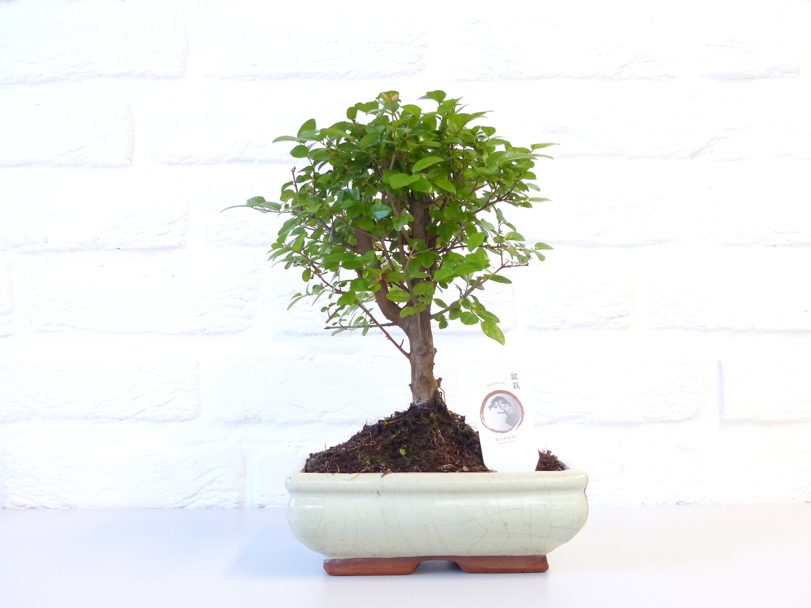 Sageretia Bonsai 30 - 40 cm Feng Shui Zimmerpflanze in Keramikschale