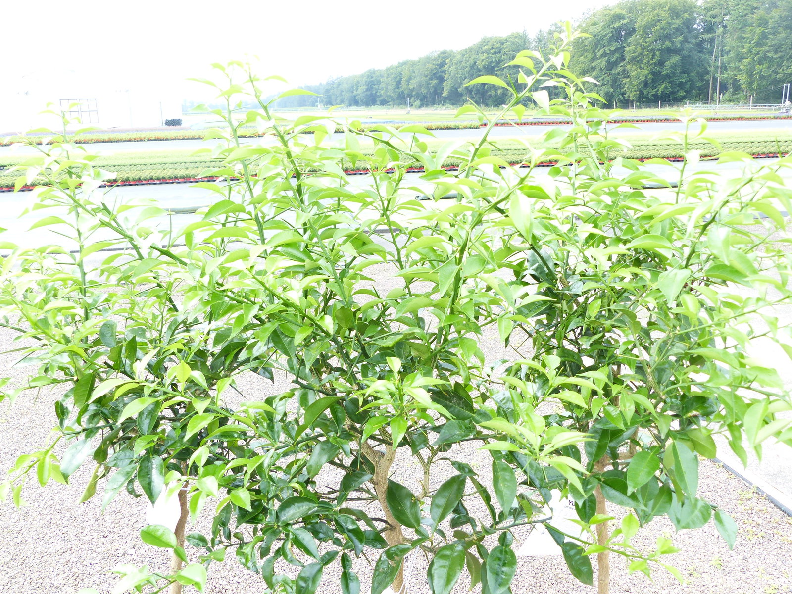Citrus Yuzu 130 - 150 cm, Zitronenbaum Zitrone, japanische Zitrone, winterhart