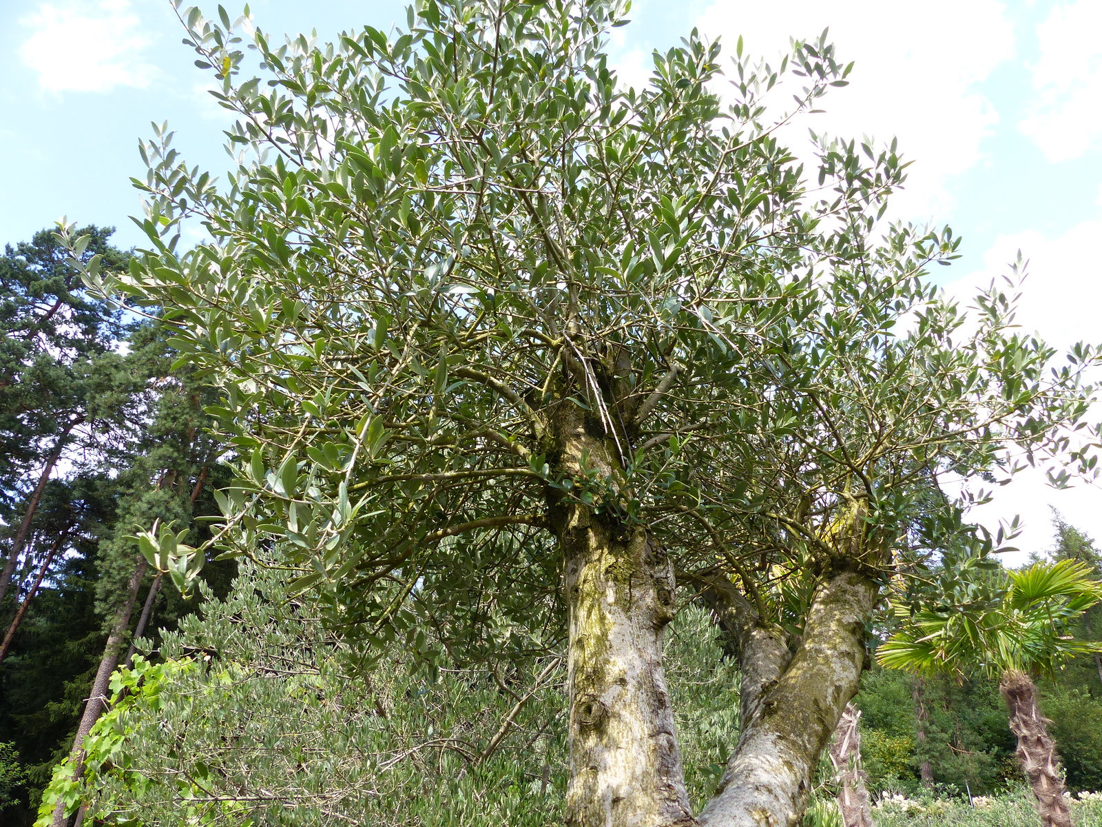 exakt dieser Baum Nr. 0/238 , 260 cm, Olivenbaum 'Angebot' verzweigte Olive winterhart