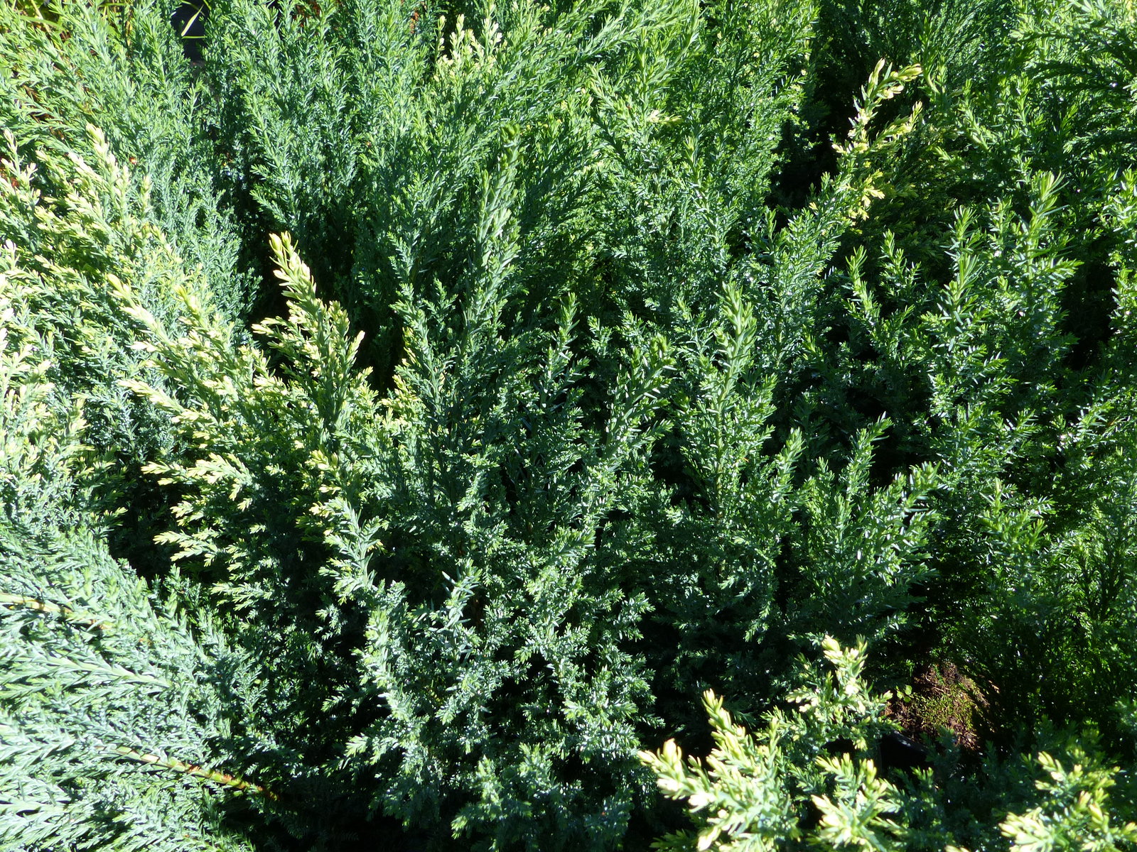 25 Stück Zypresse Scheinzypresse Ellwoodii winterharte Konifere 40 - 55 cm Hecke