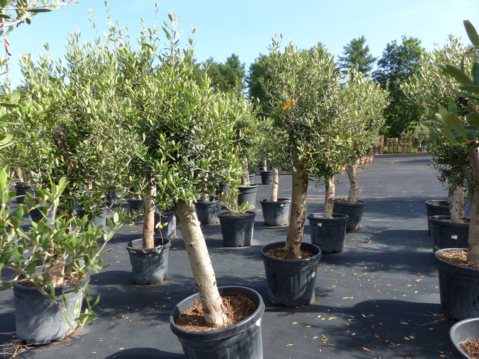 Olivenbaum Olive "Angebot" 150 - 180 cm, beste Qualität, winterhart, Olea Europaea
