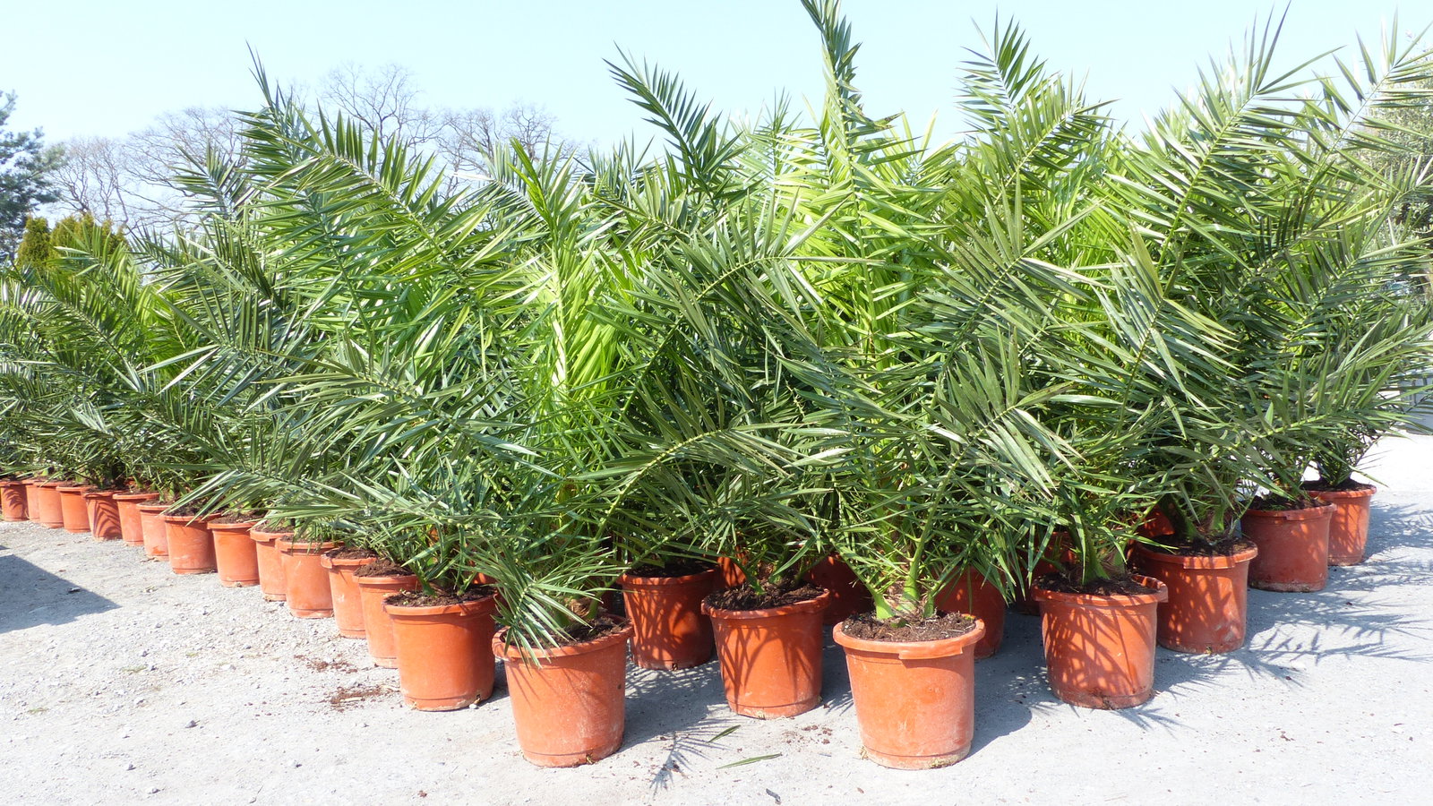 2 Stück Palme XXL 180 cm Phoenix canariensis, kanarische Dattelpalme, winterhart