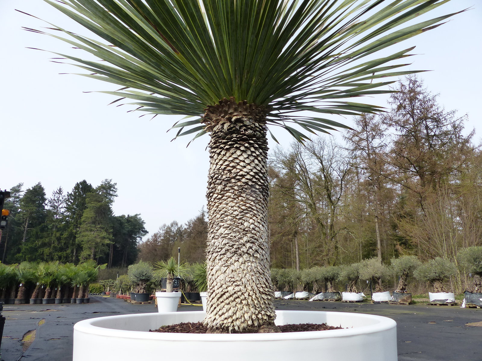Yucca Rostrata 170 cm | Stamm 65 cm | im Pflanzkübel Ø80 cm Weiß winterhart