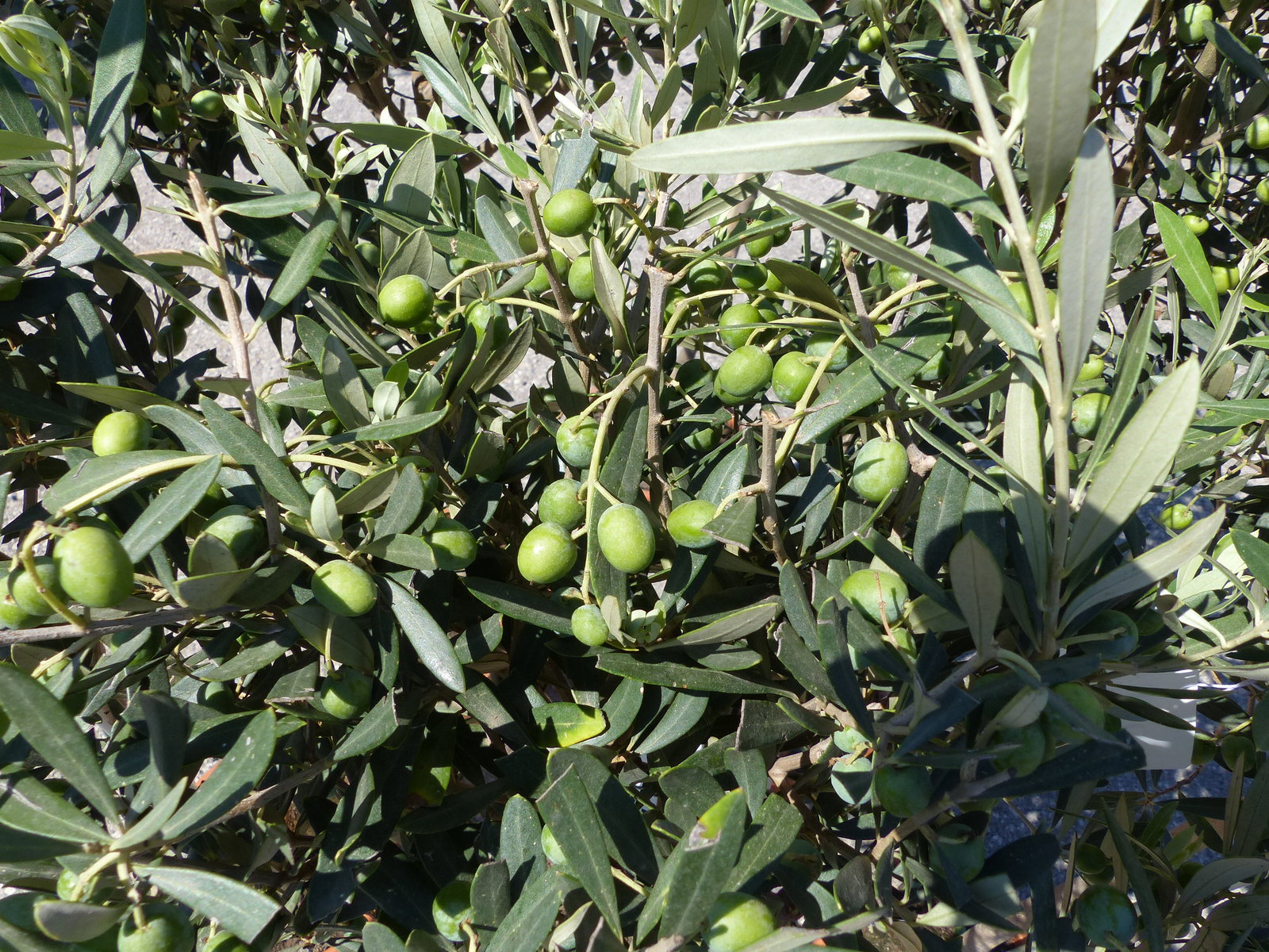 Olivenbaum Stamm Olive 80 - 100 cm hoch, mit vielen Früchten, beste Qualität, Olea Europaea