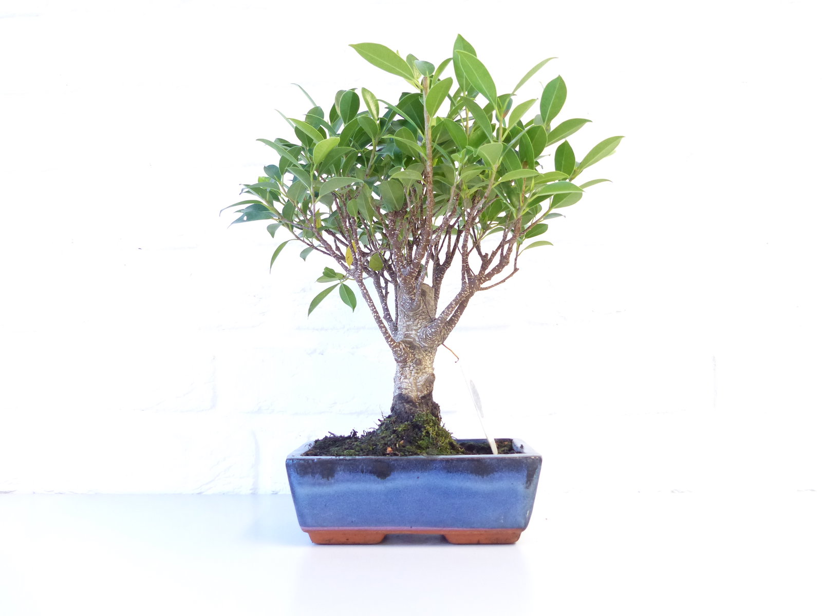 Ficus Ginseng Bonsai 35 - 40 cm Feng Shui Zimmerpflanze in Keramikschale