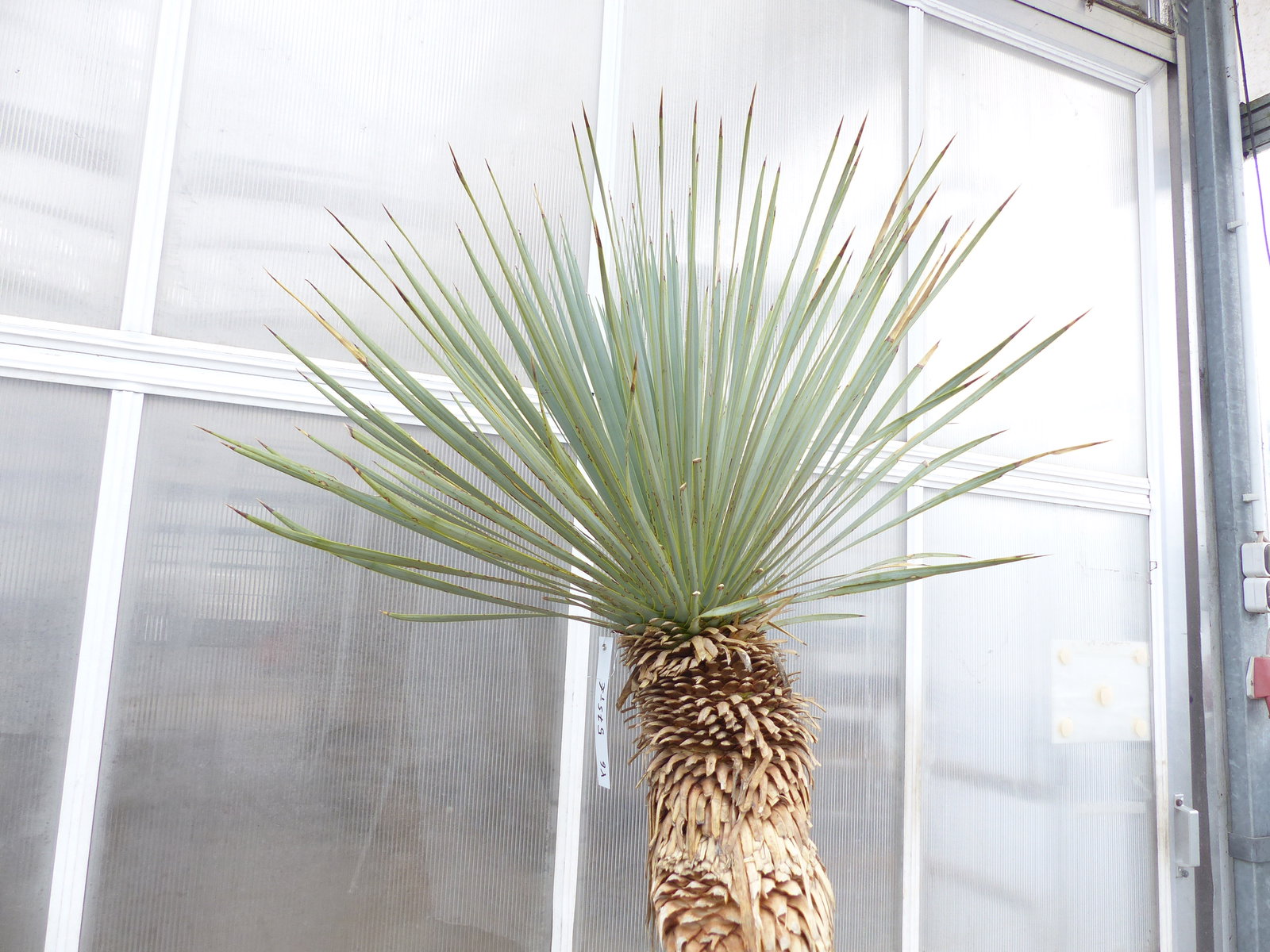 Yucca Rostrata  Mexico, Palme, 190 cm, Stamm 104 cm winterhart