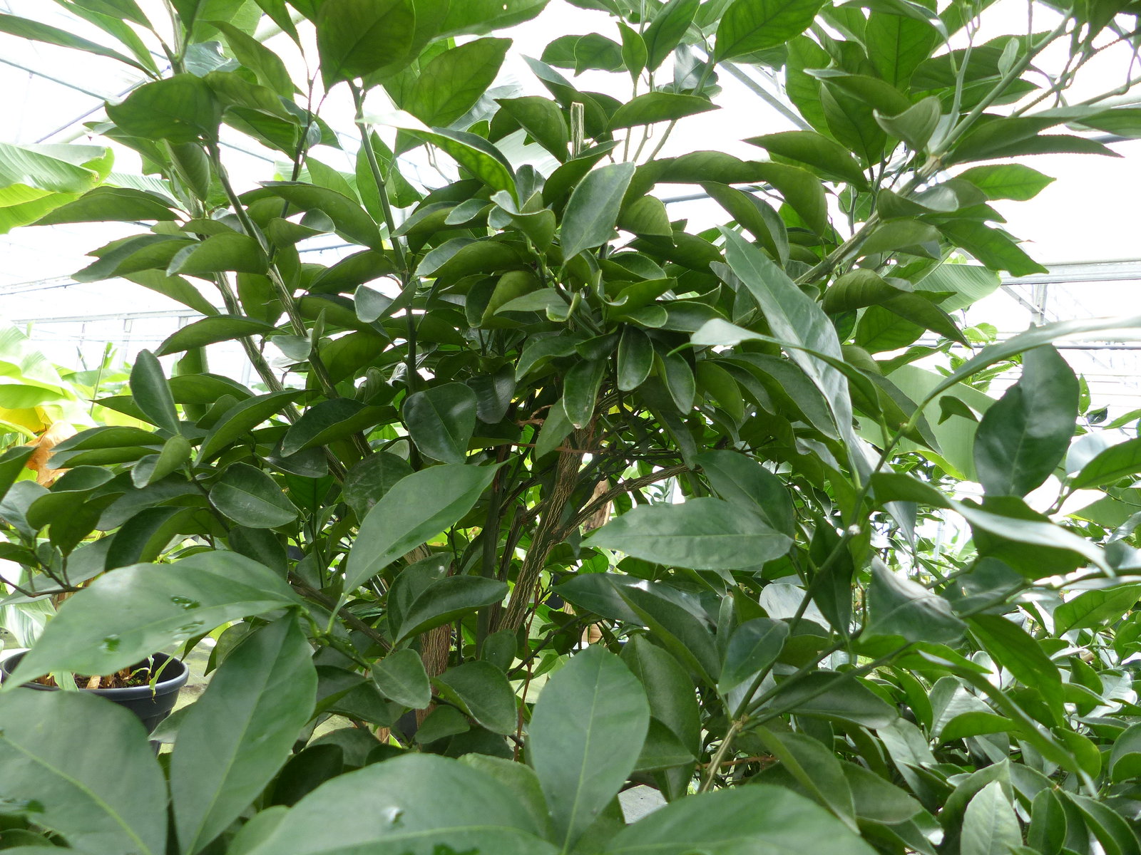Orangenbaum 190–210 cm – Citrus sinensis, große Citruspflanze, Orange, Obstbaum