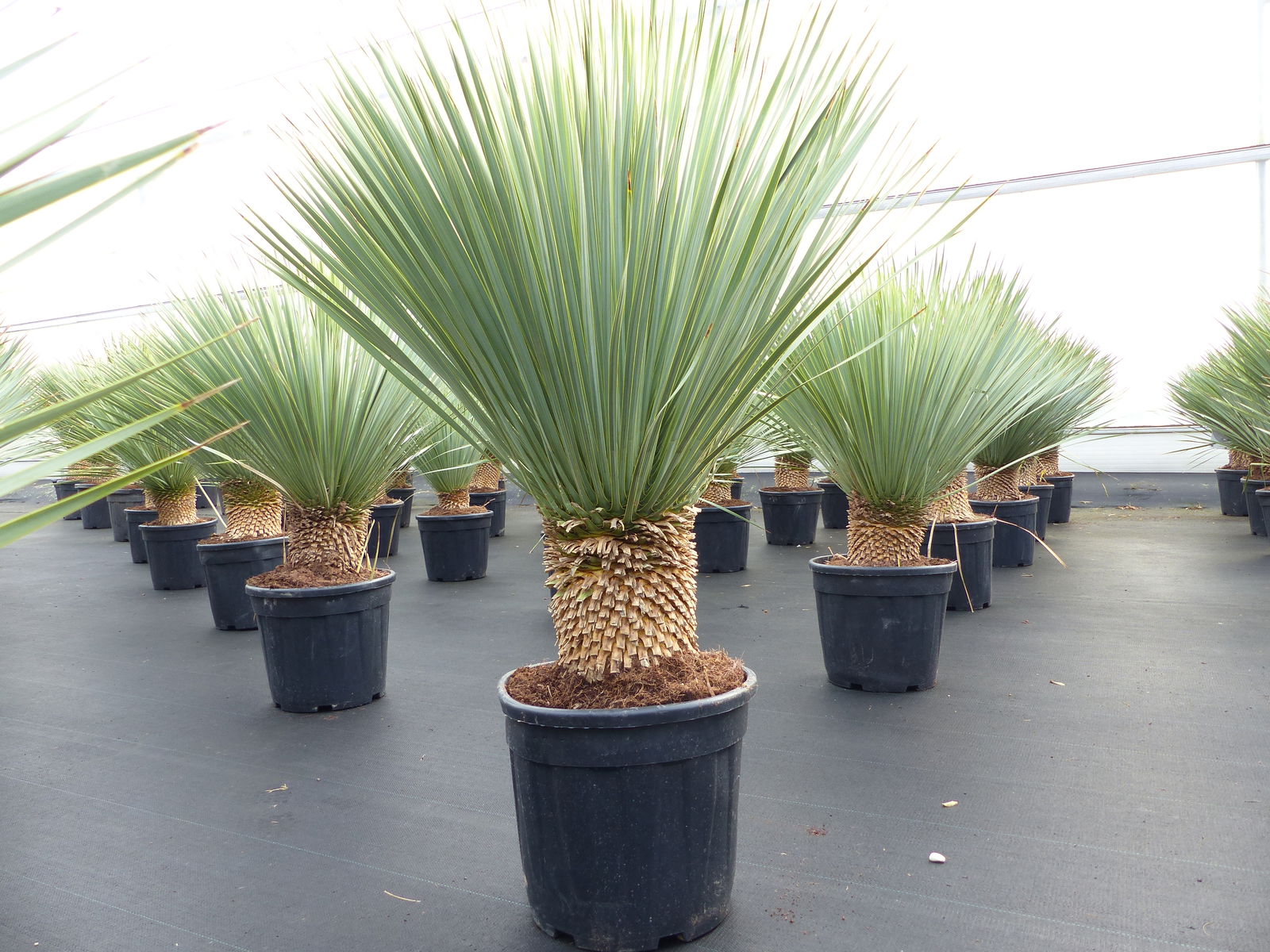 Yucca Rostrata 110 - 120 cm, Stamm 20 - 25 cm winterhart 