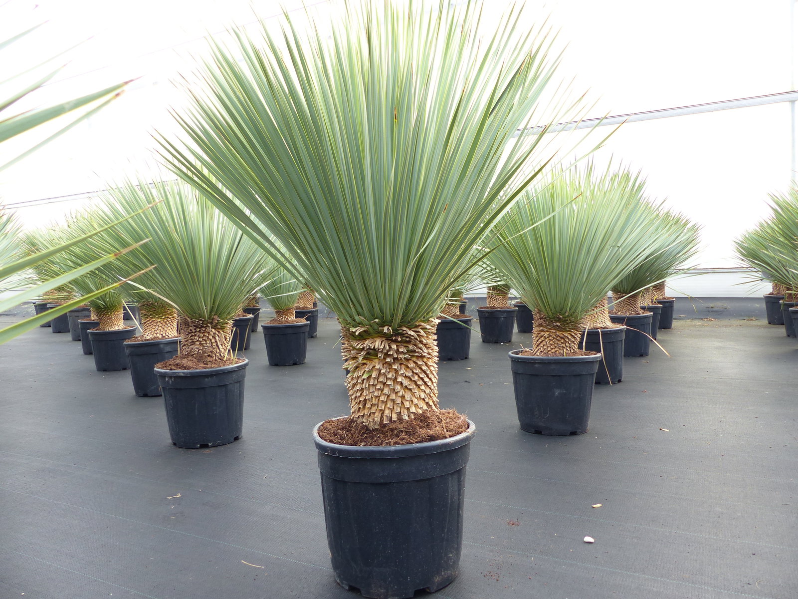 Yucca Rostrata 110 - 120 cm, Stamm 20 - 25 cm winterhart