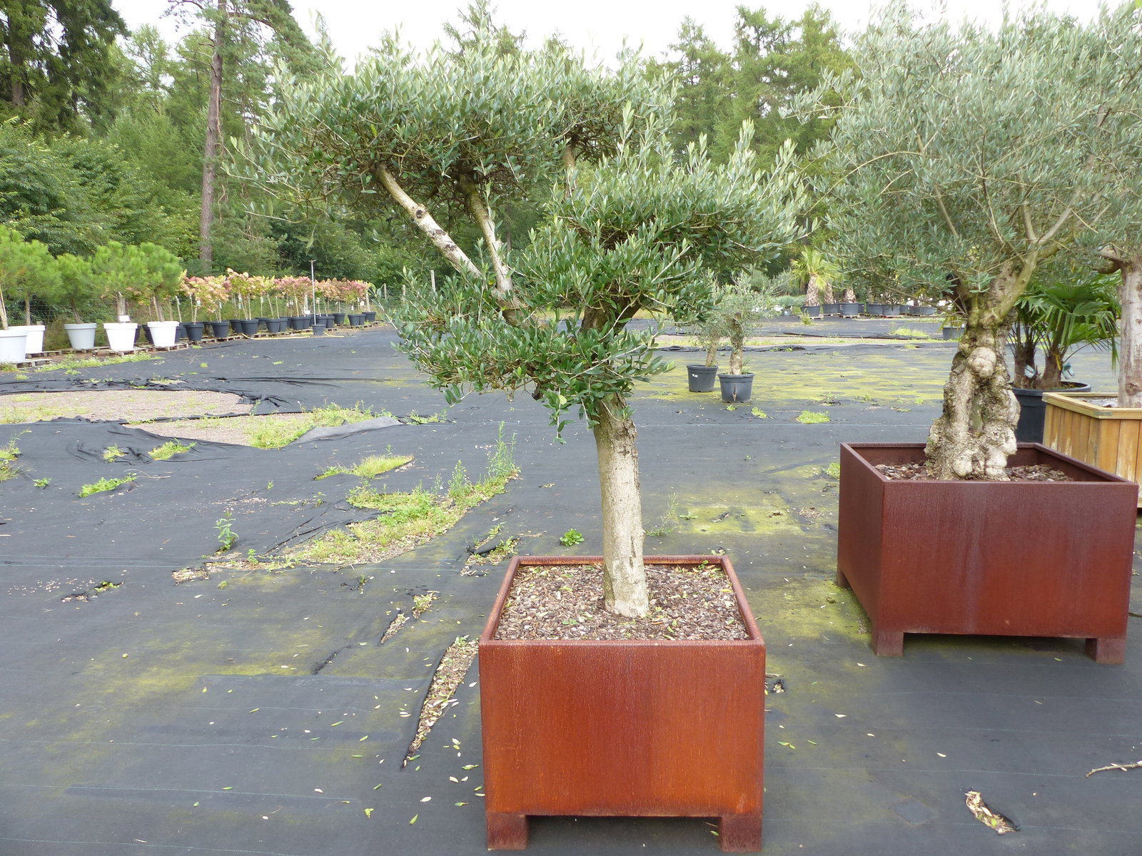 genau dieser Olivenbaum 195 cm Olea Europaea Pon Pon Olive winterhart im Cortenstahlkübel 70 x 70 cm