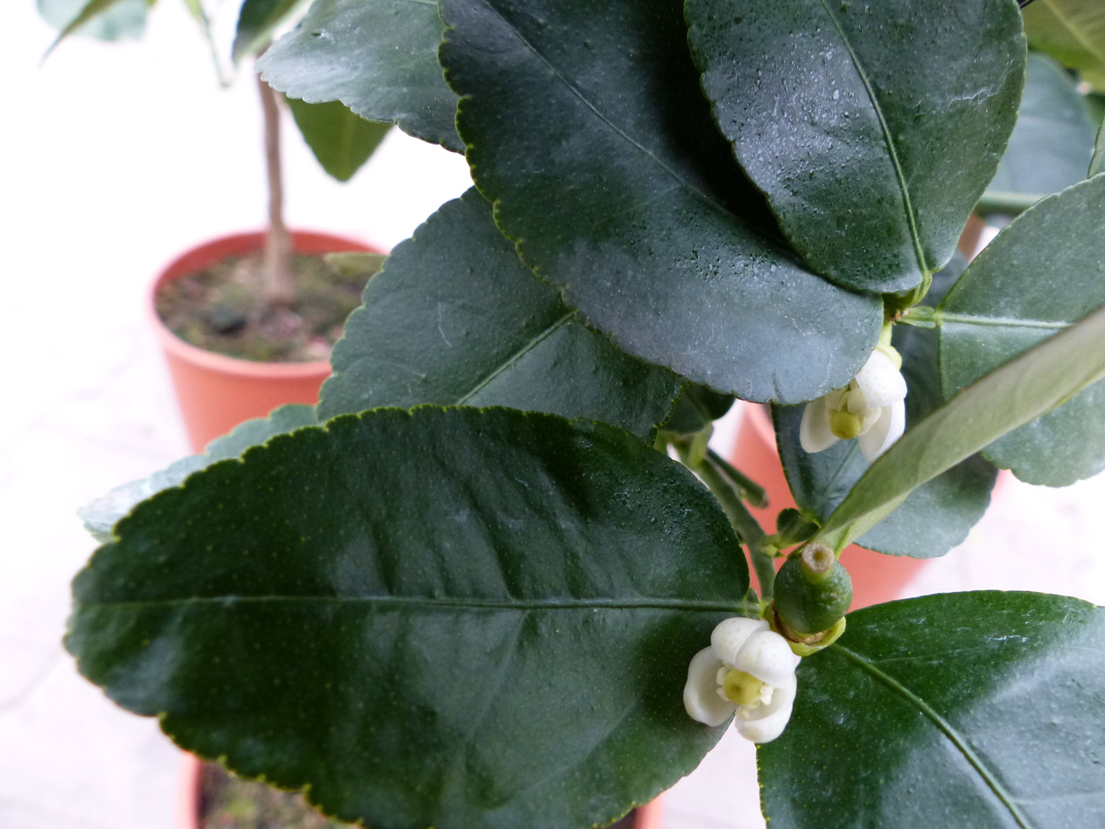 Grünwaren: Limette Limettenbaum "Aurantifolia" Citrus Lime 120 - 150 cm Zitruspflanze