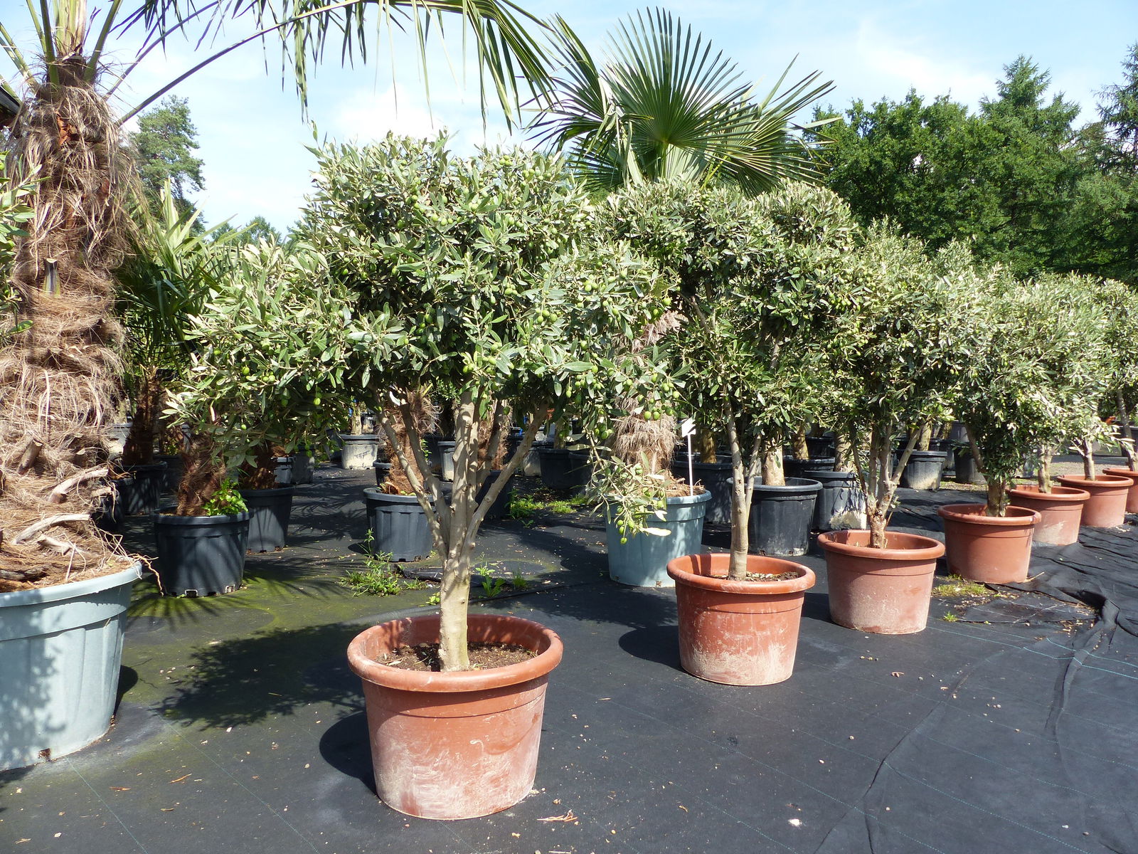 Olivenbaum 140 - 180 cm mit vielen Oliven winterhart Olea Europaea Bonsai