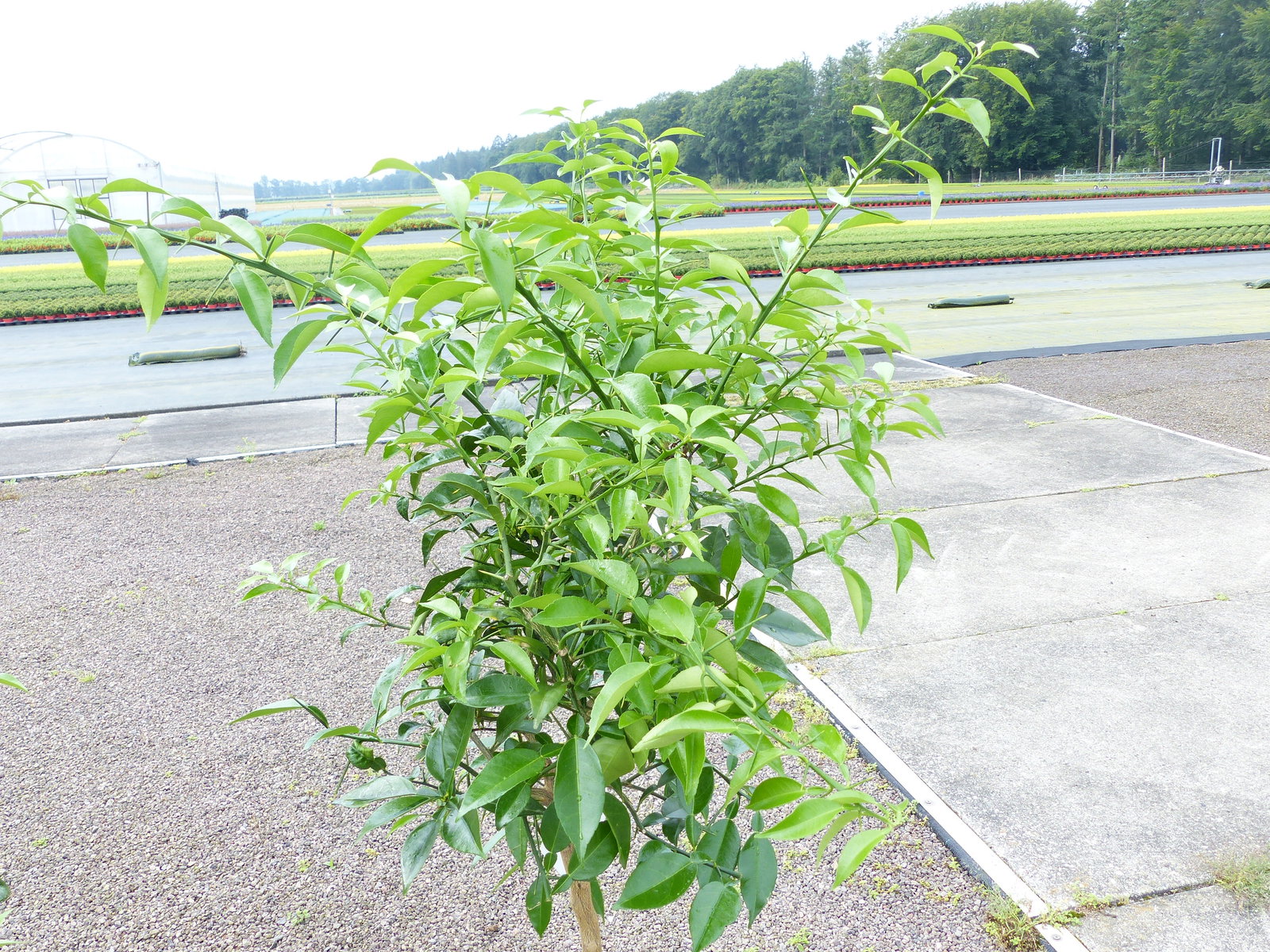 Citrus Yuzu 130 - 150 cm, Zitronenbaum Zitrone, japanische Zitrone, winterhart