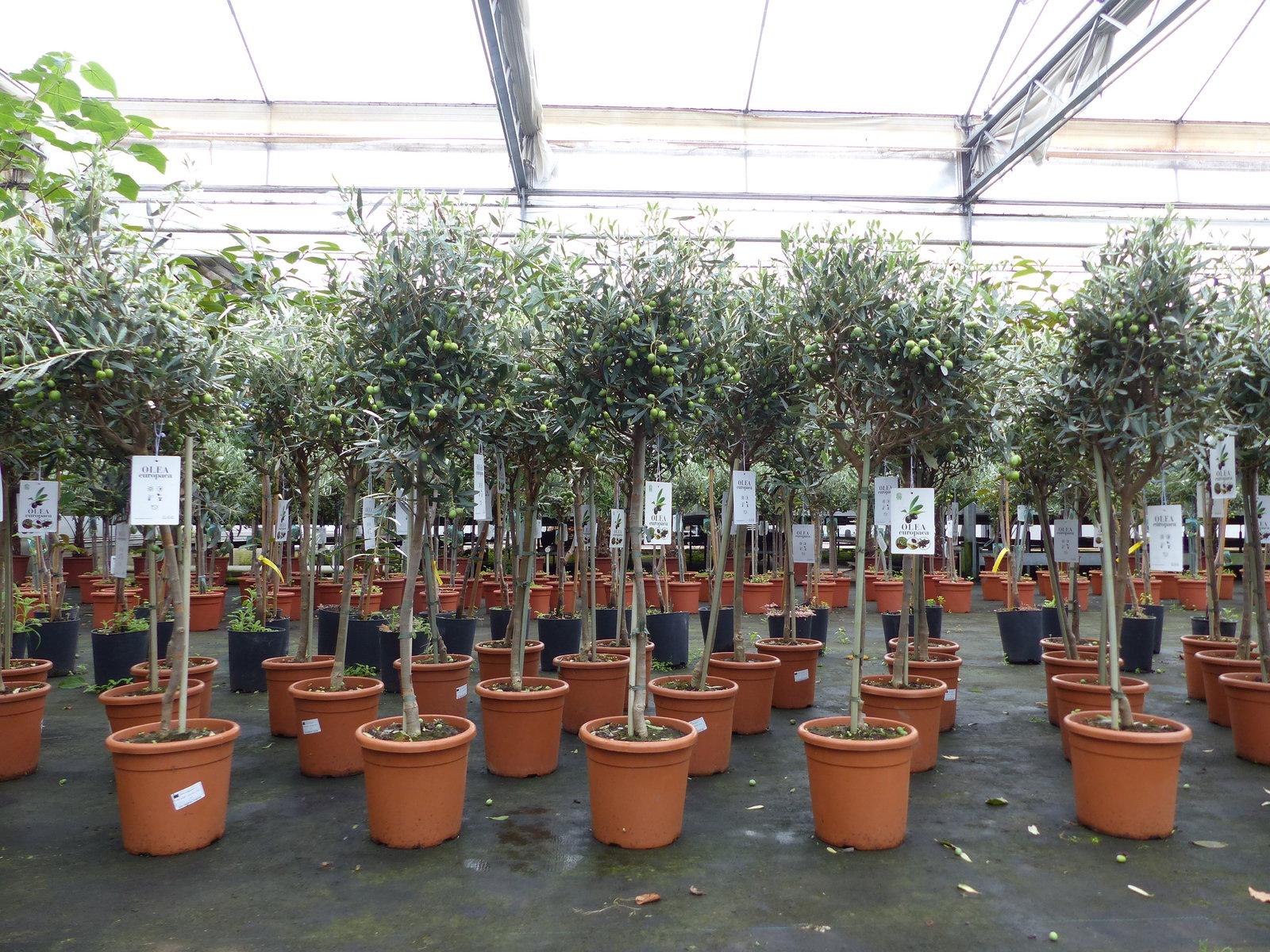 Olivenbaum Stamm Olive 80 - 100 cm hoch, mit vielen Früchten, beste Qualität, Olea Europaea
