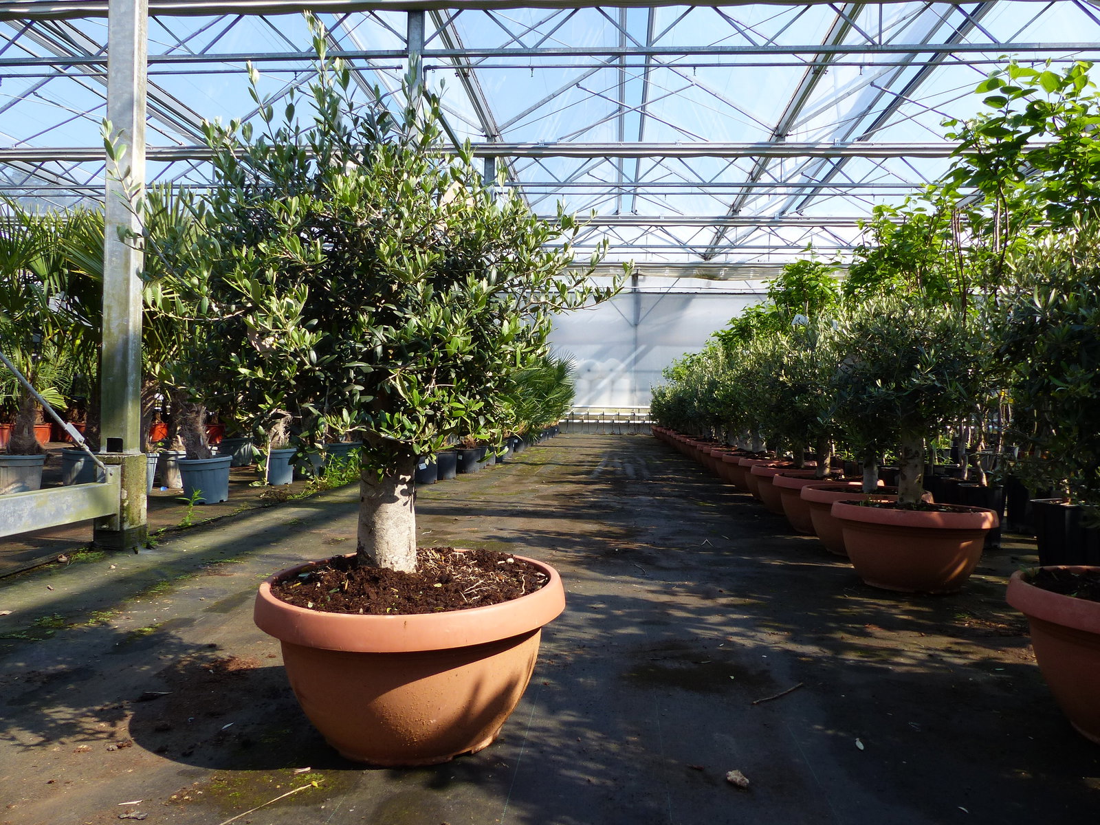 Olivenbaum Bonsai 100 - 120 cm Formgehölz, Olive winterhart, Olea europaea