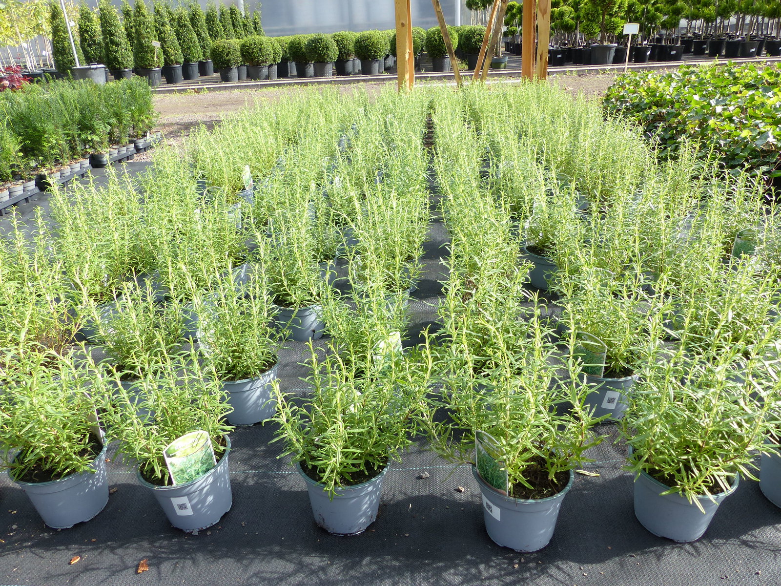 5x echter Rosmarin Officinalis 30 - 35 cm Höhe, Busch, stehend, winterhart, Kräuter
