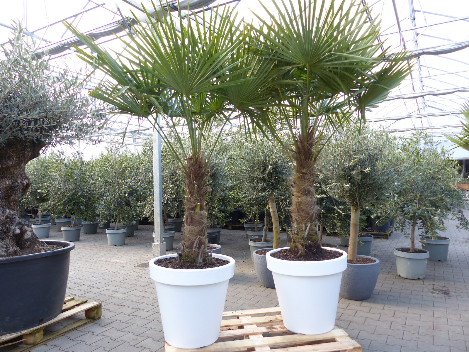 XXL Palme 230 cm | Stamm 80 cm | Trachycarpus fortunei winterhart inkl. Pflanzkübel weiß, Hanfpalme, Top-Qualität