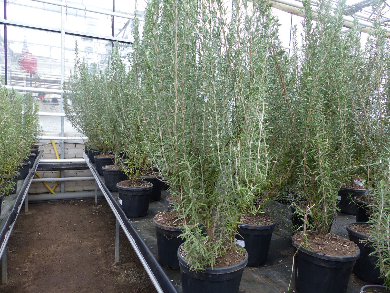 echter Rosmarin Officinalis 50-60cm Höhe, XL Busch Ø 20-30 cm, stehend, winterhart Kräuter