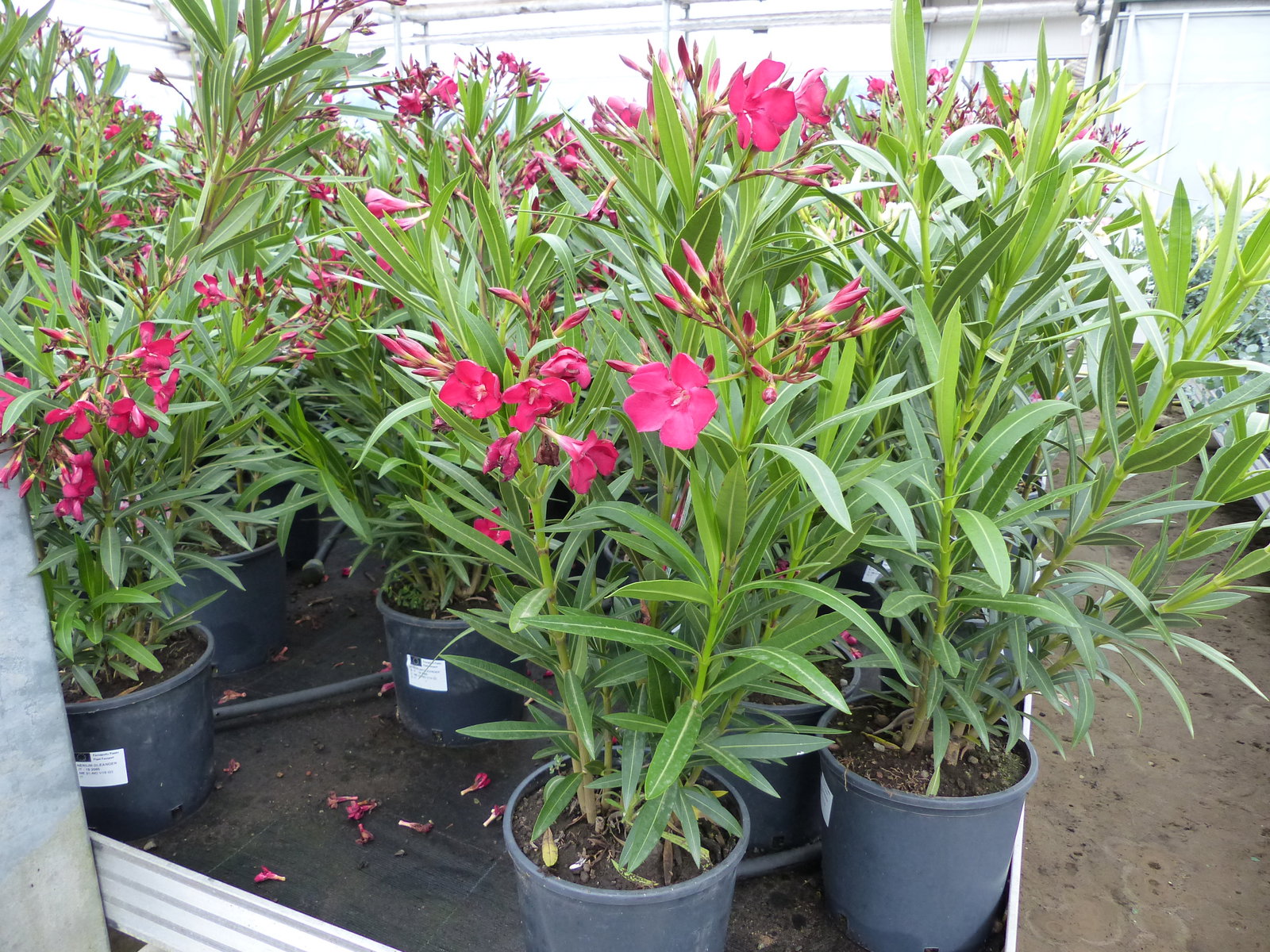 Oleander Busch 80 cm Nerium Rosenlorbeer Premium rot, rosa oder weiß