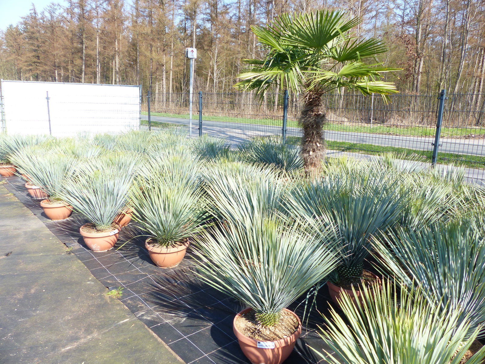 Yucca Rostrata 80 - 100 cm in Bonsai Schale | winterhart | Ø Krone 70 - 100 cm