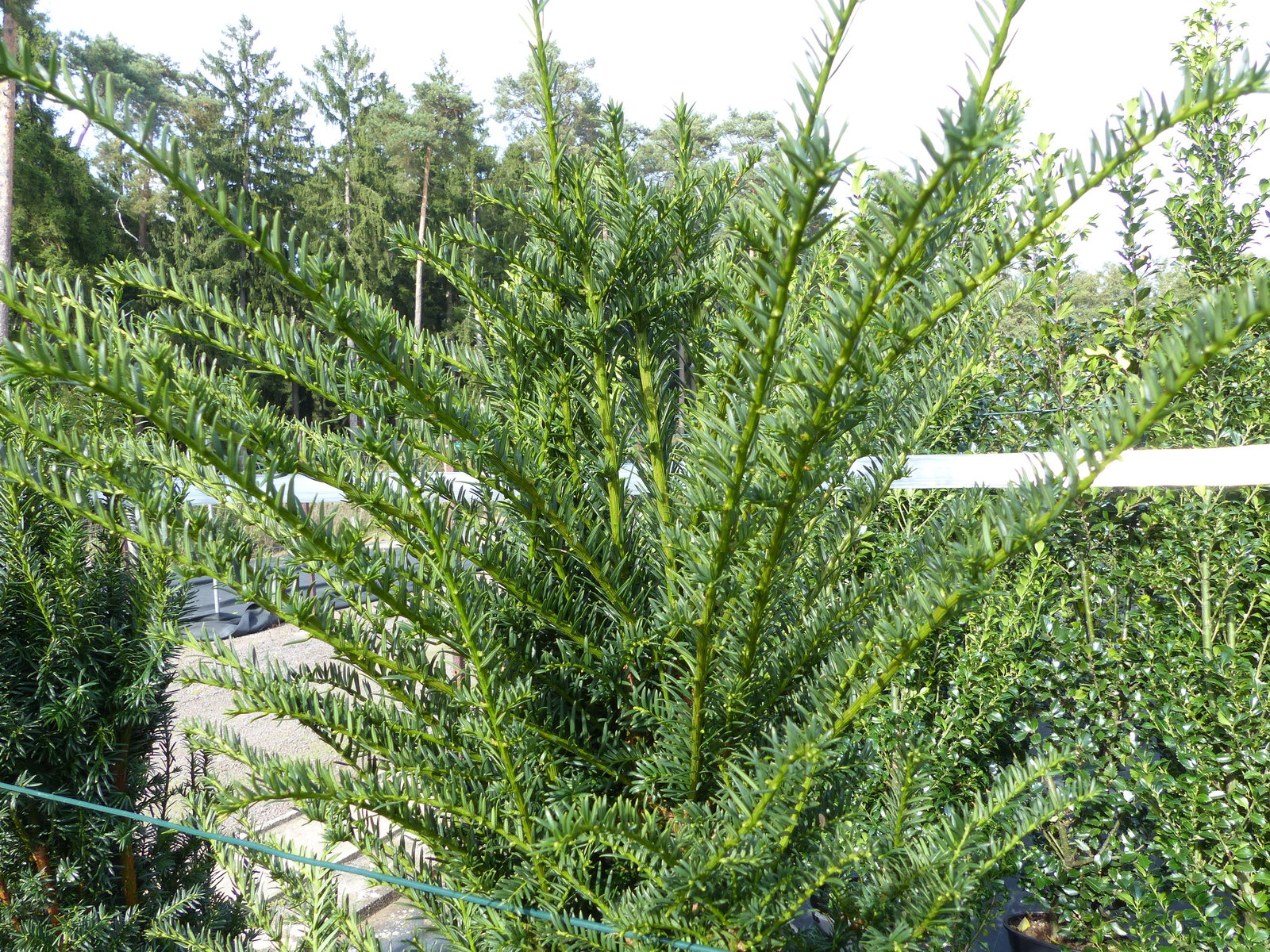 Taxus baccata Pyramide Eibe 150-170 cm Formschnitt | Formgehölz | Säule