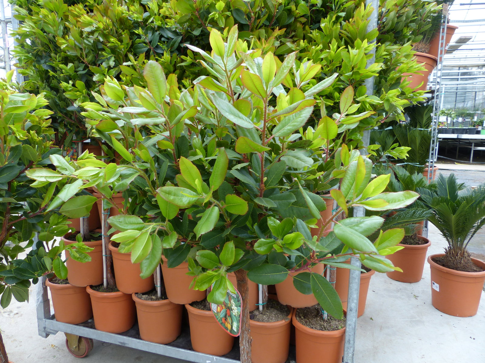 Erdbeerbaum | 120 cm | Arbutus unedo | veredelt | Premiumqualität | winterhart | fruchtreif