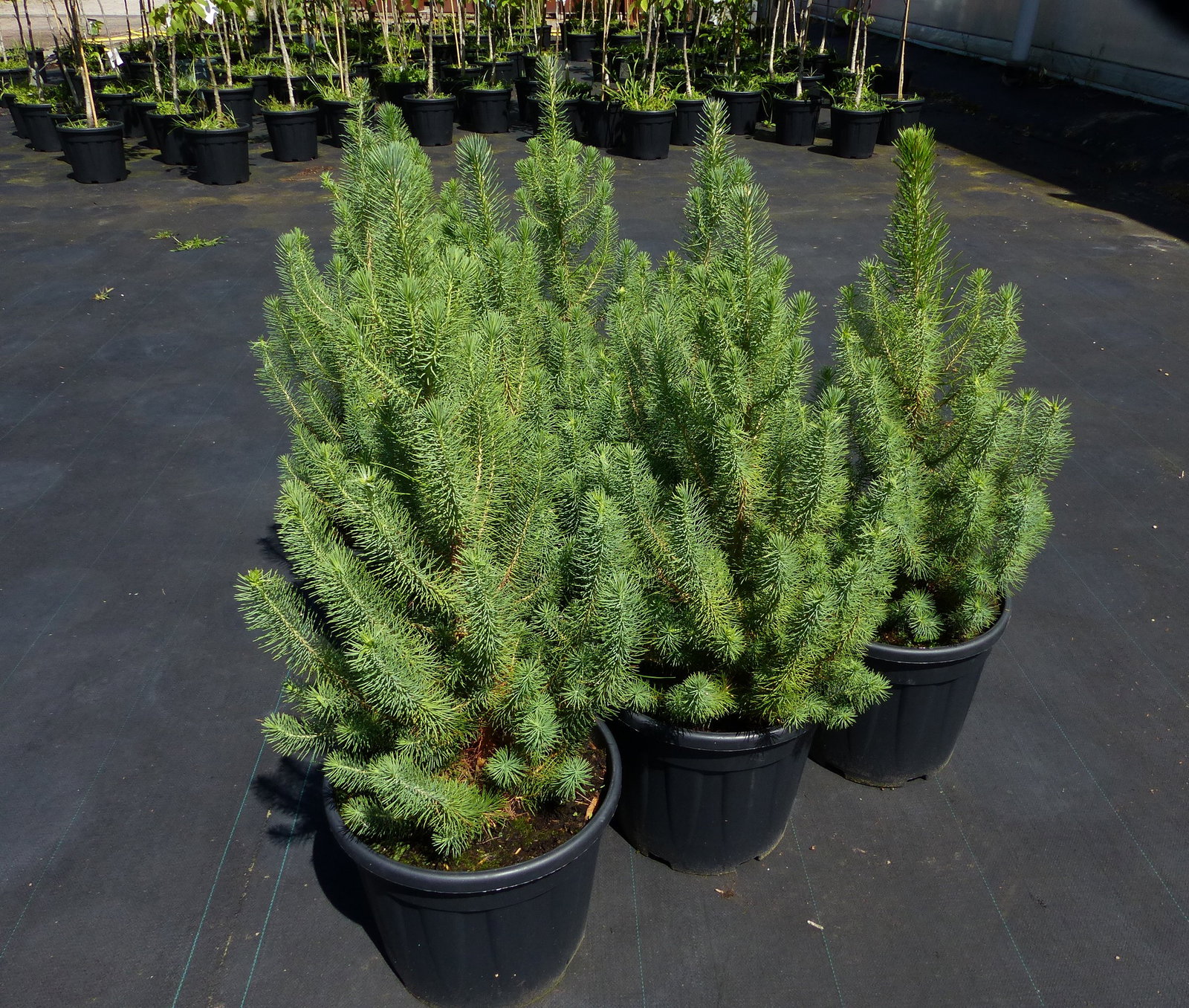 Pinus Pinea Mittelmeerkiefer 100 cm Pinie Kiefer winterhart