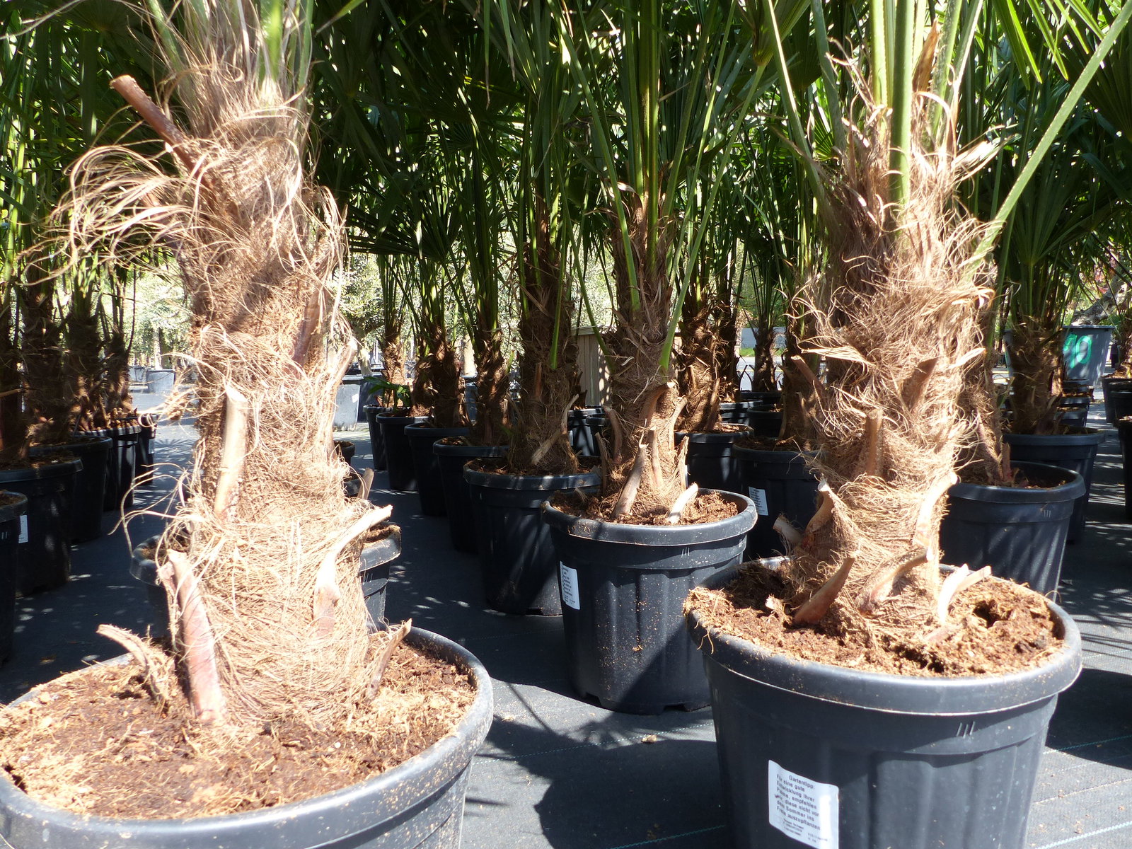 3 Stück XXL Palme winterhart 190 - 220 cm Trachycarpus fortunei, Hanfpalme, Top-Qualität
