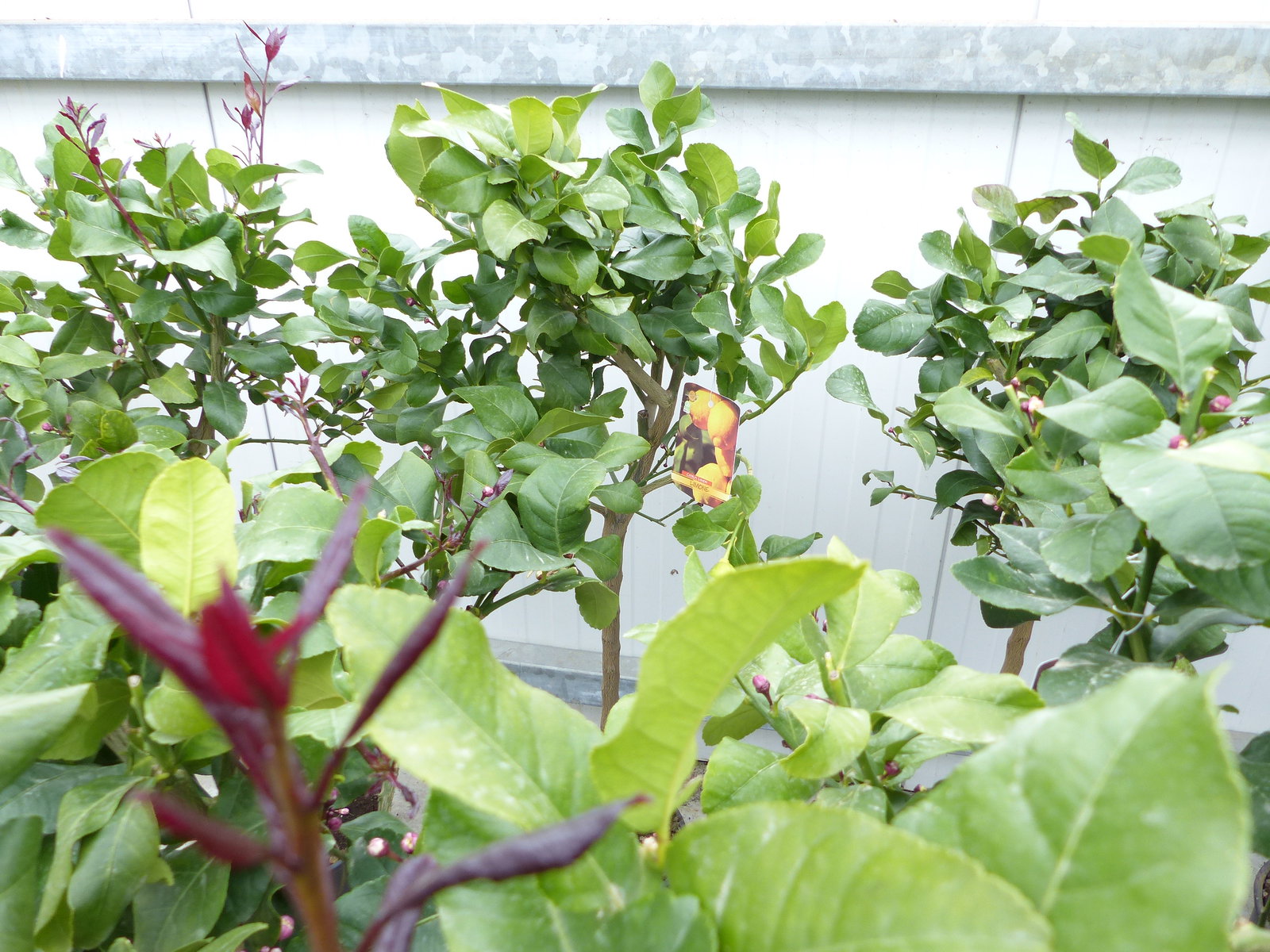 Zitrus Zitronenbaum Zitrone Citrus Limon Limone 120 - 140 cm Zitruspflanze