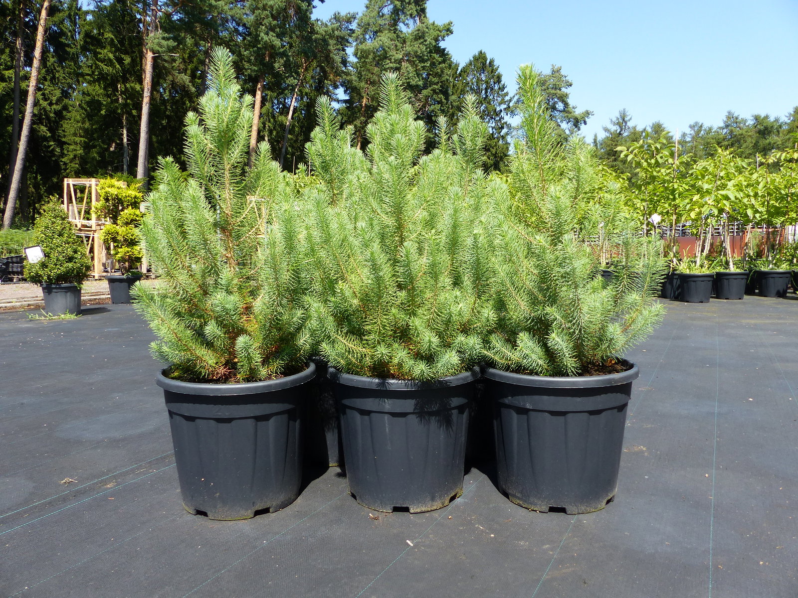 Pinus Pinea Mittelmeerkiefer 100 cm Pinie Kiefer winterhart