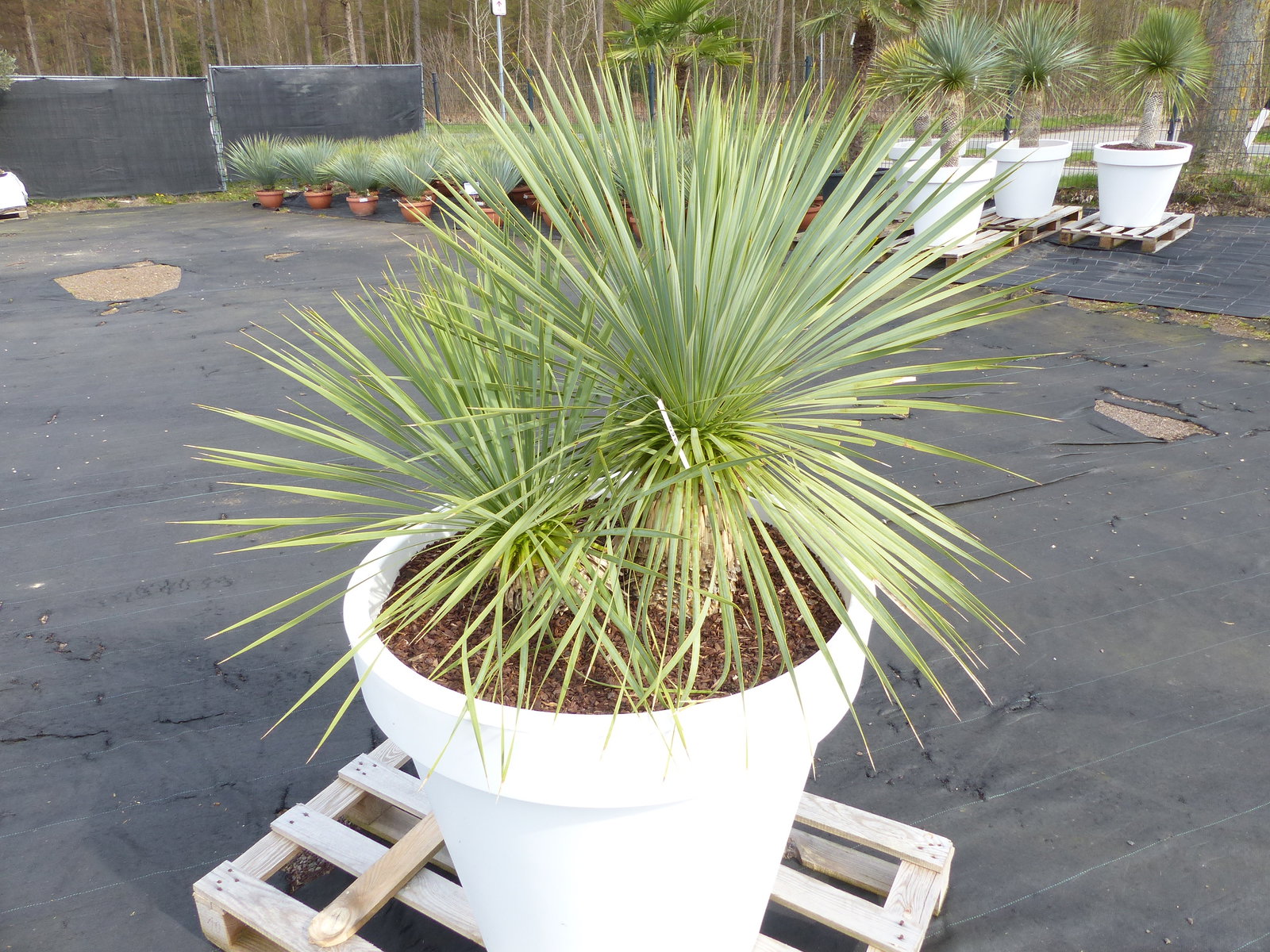 Yucca Rostrata 140 cm | Stamm 25 cm | im Pflanzkübel Ø80 cm Weiß winterhart