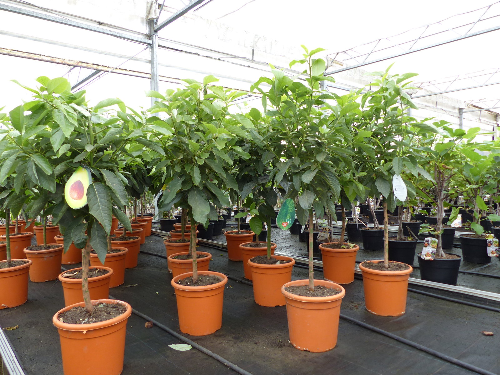 Avocadobaum Avocado Mexicola 100-140 cm veredelt, Persea americana Avocadopflanze, tropische Früchte Pflanze