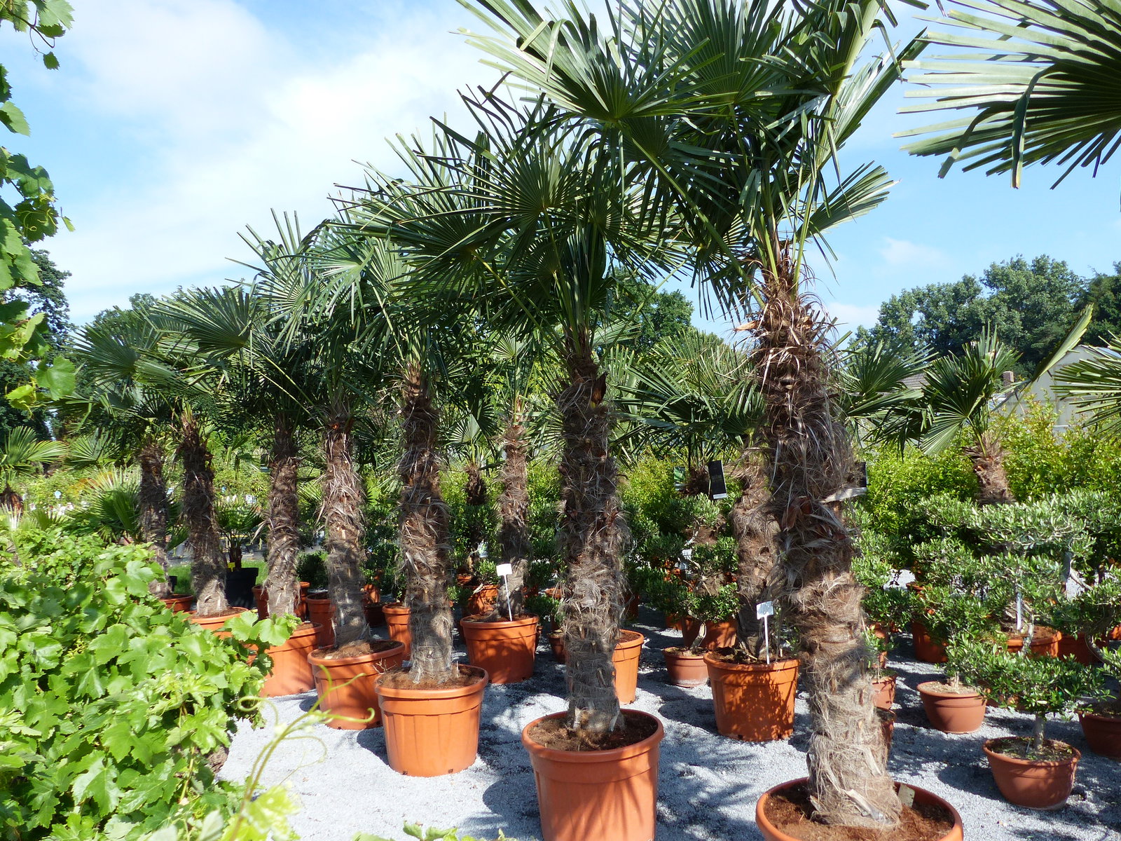 XXXXL 240 - 270 cm Trachycarpus fortunei 130-150 cm Stamm Hanfpalme, winterharte Palme bis -18°C