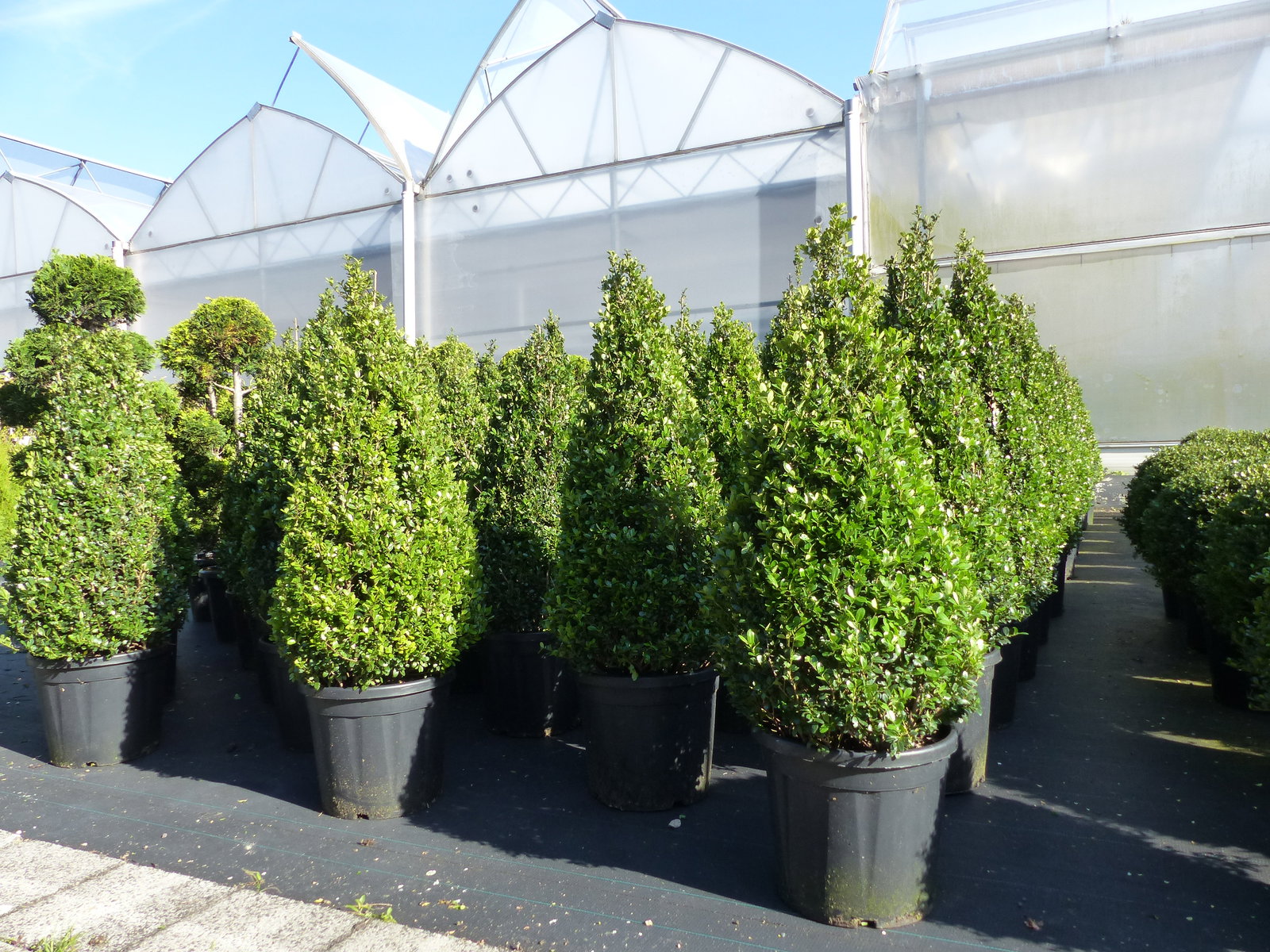2 Stück Ilex crenata Caroline Upright Pyramide 130 - 150 cm Kegel Buchsbaum Ersatz winterhart + robust