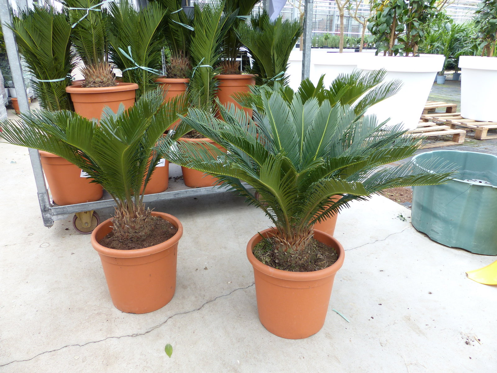 XL Premium Palmfarn 70 - 90 cm Cycas Revoluta Sagopalme Palme, innen + außen